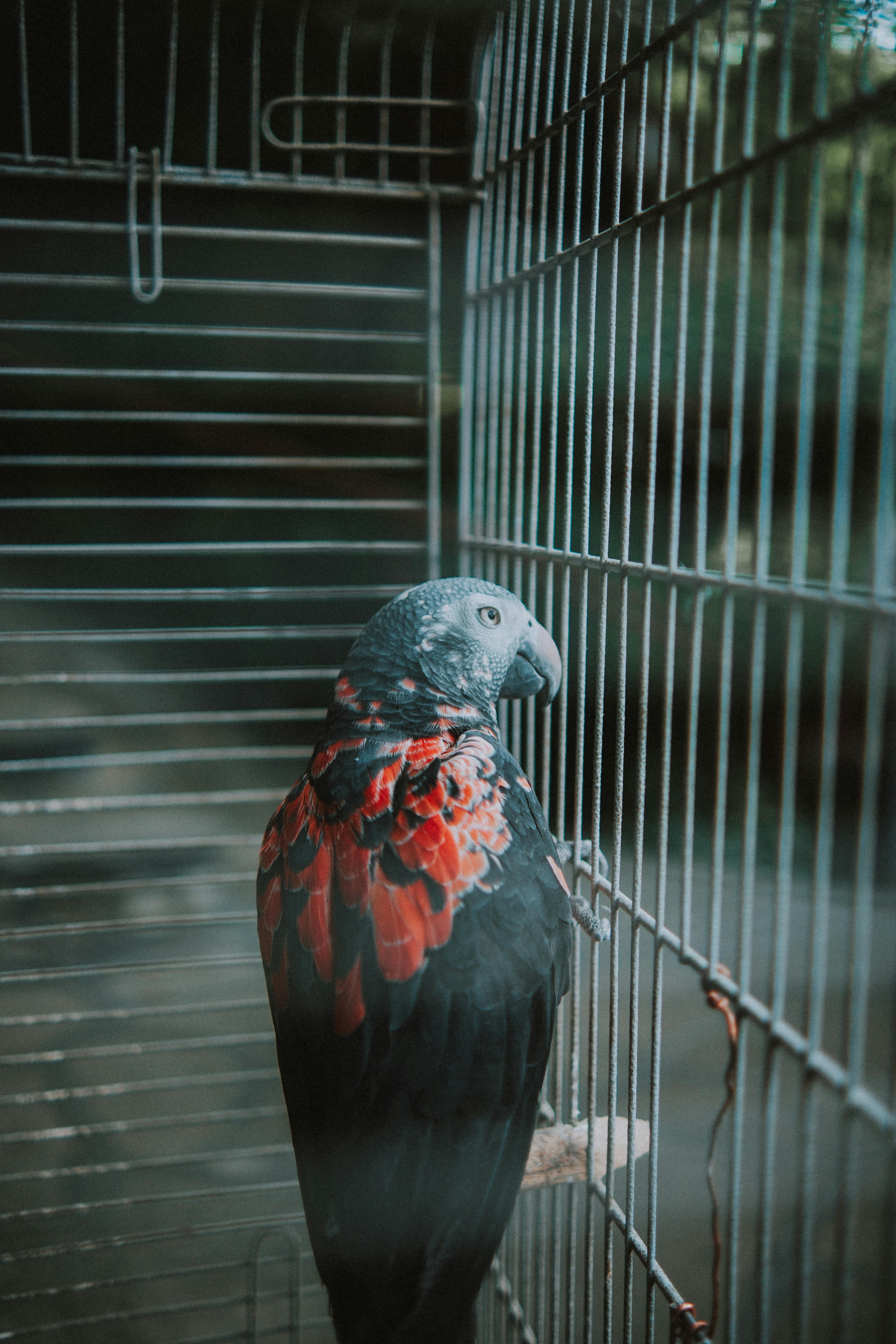 Happy Pet Parrot