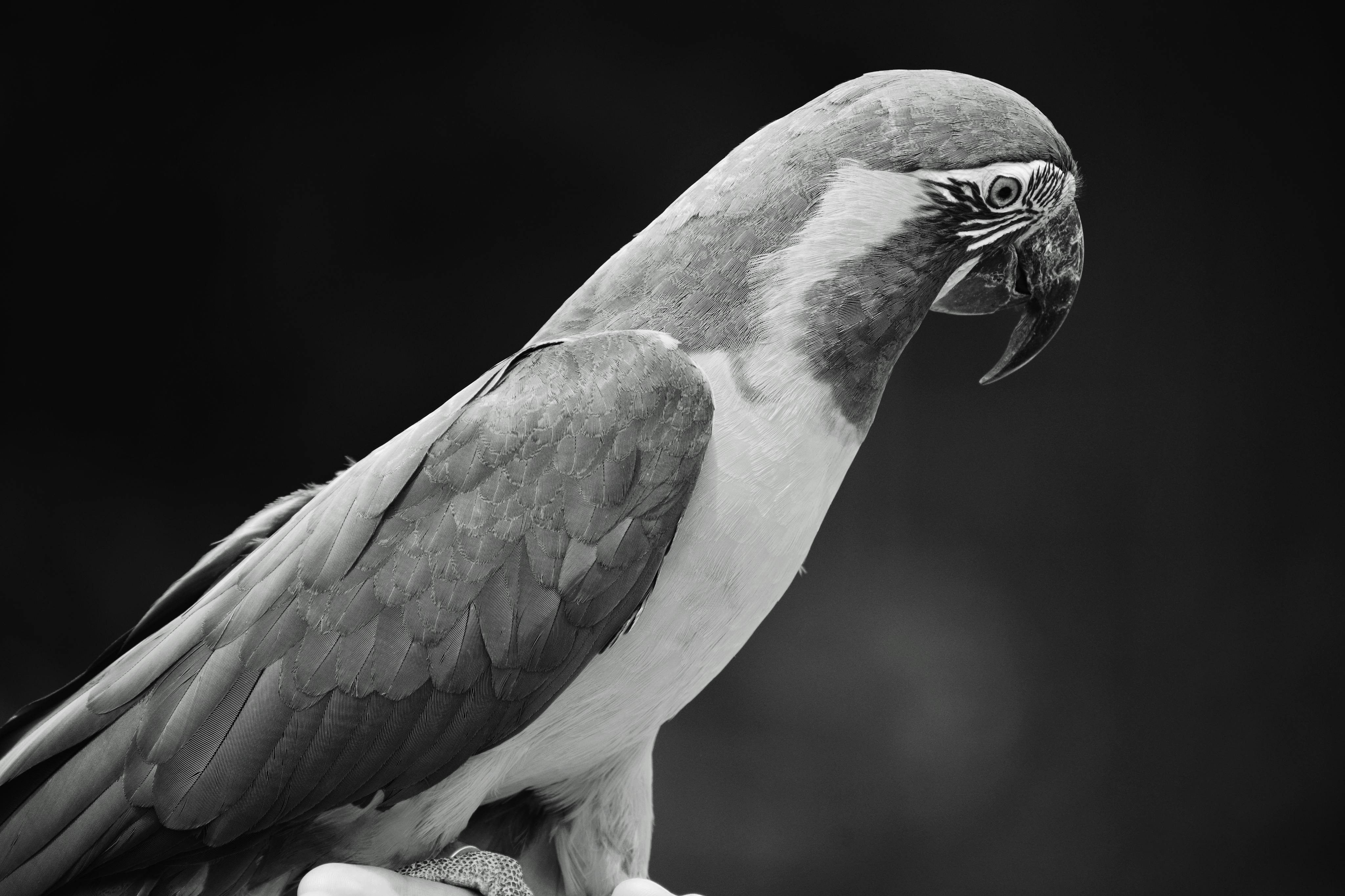 Black Parrot in Training