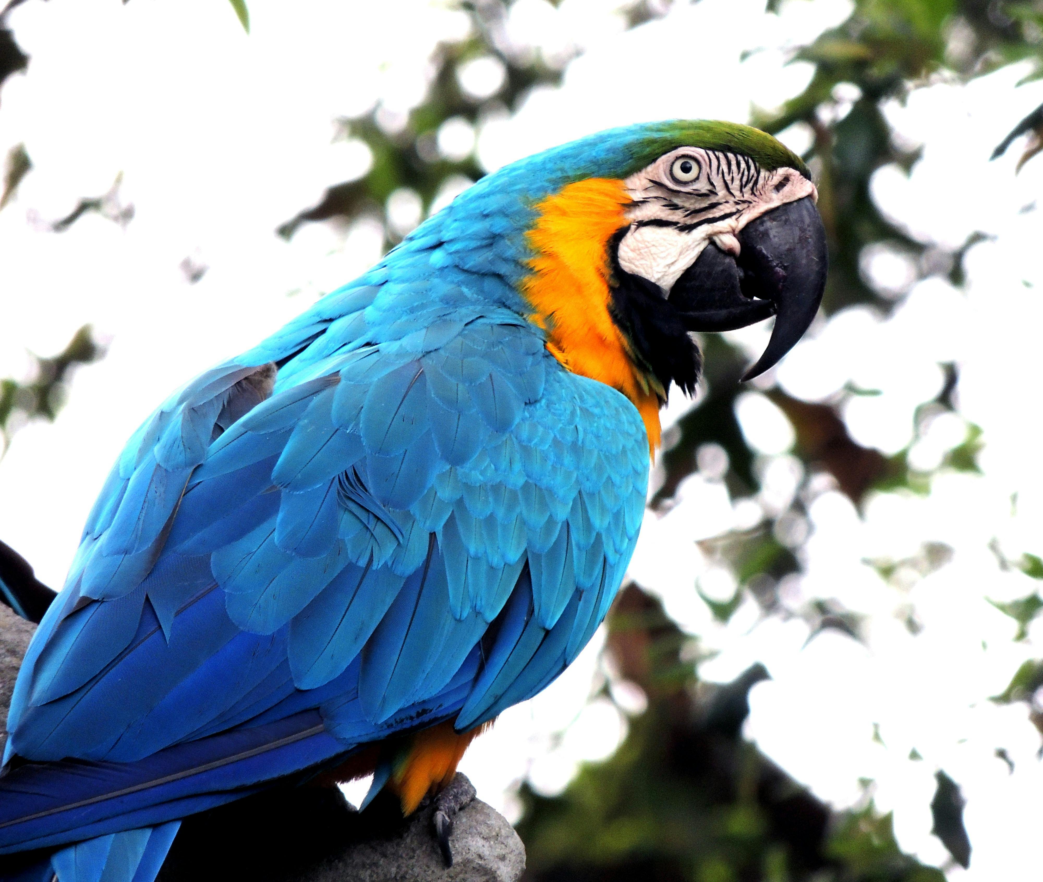 Blue Macaw Parrot