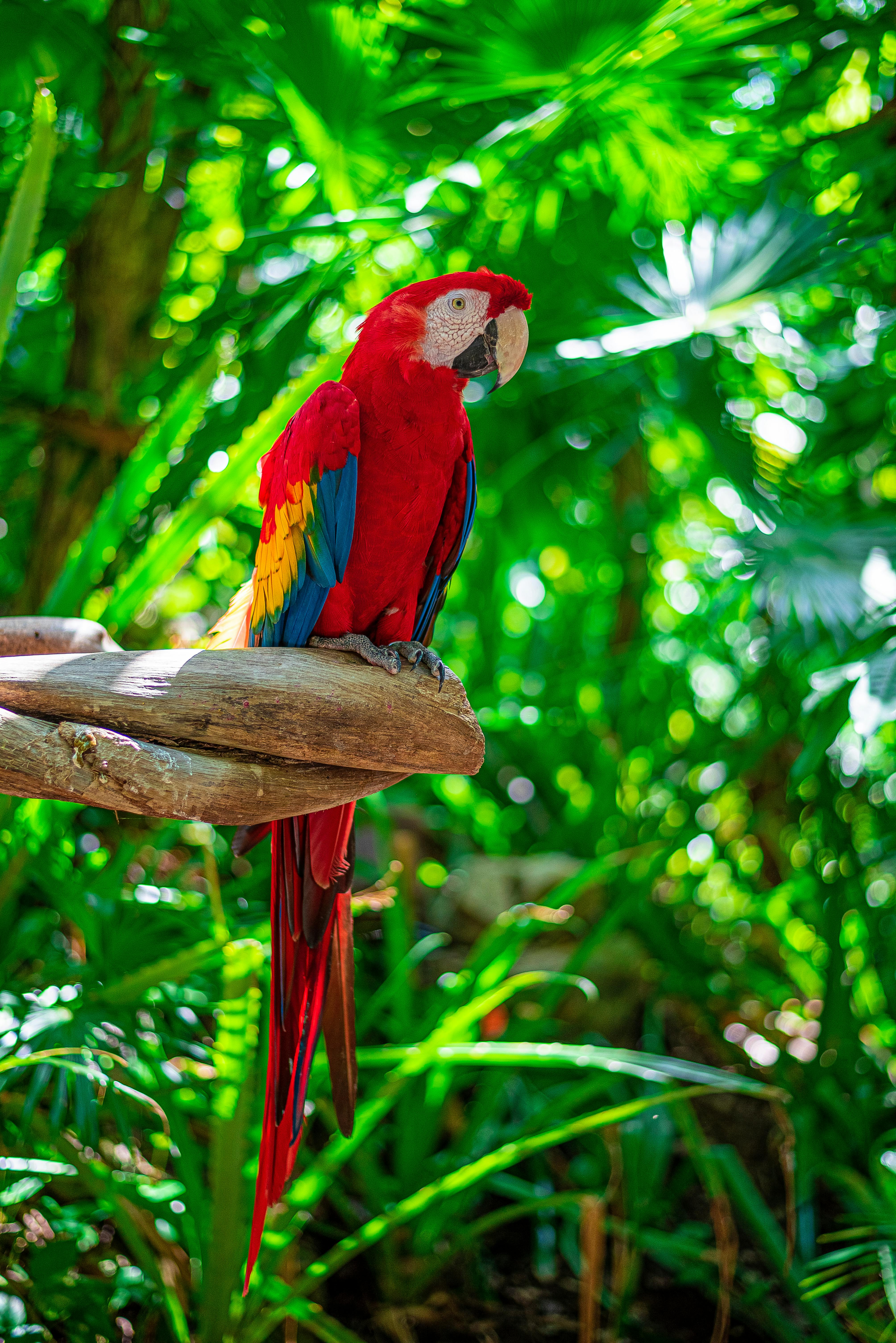 Blue Macaw Parrot Caring