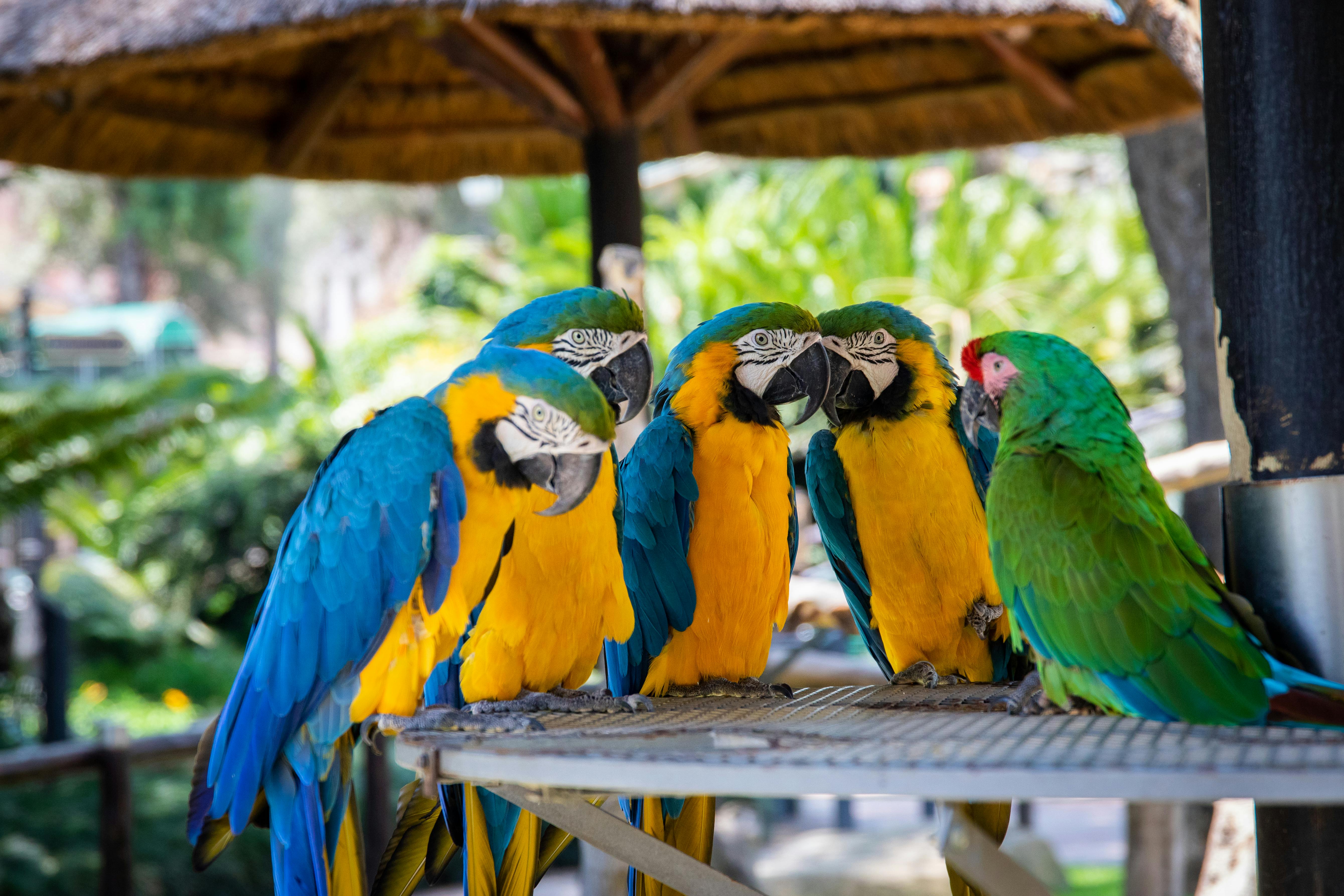 Colorful Birds in Parrot Jungle Miami