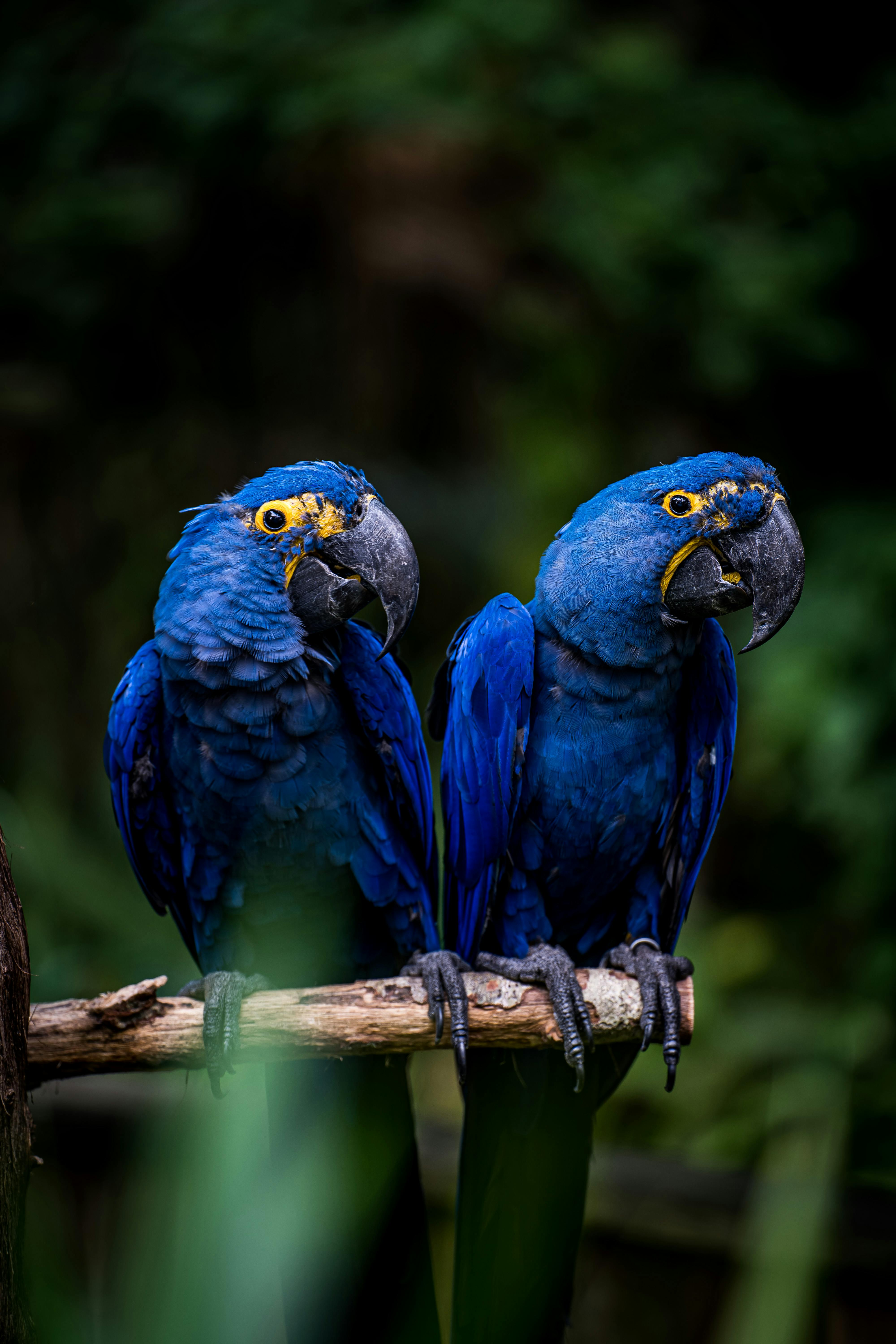 Blue Parrot in Cage