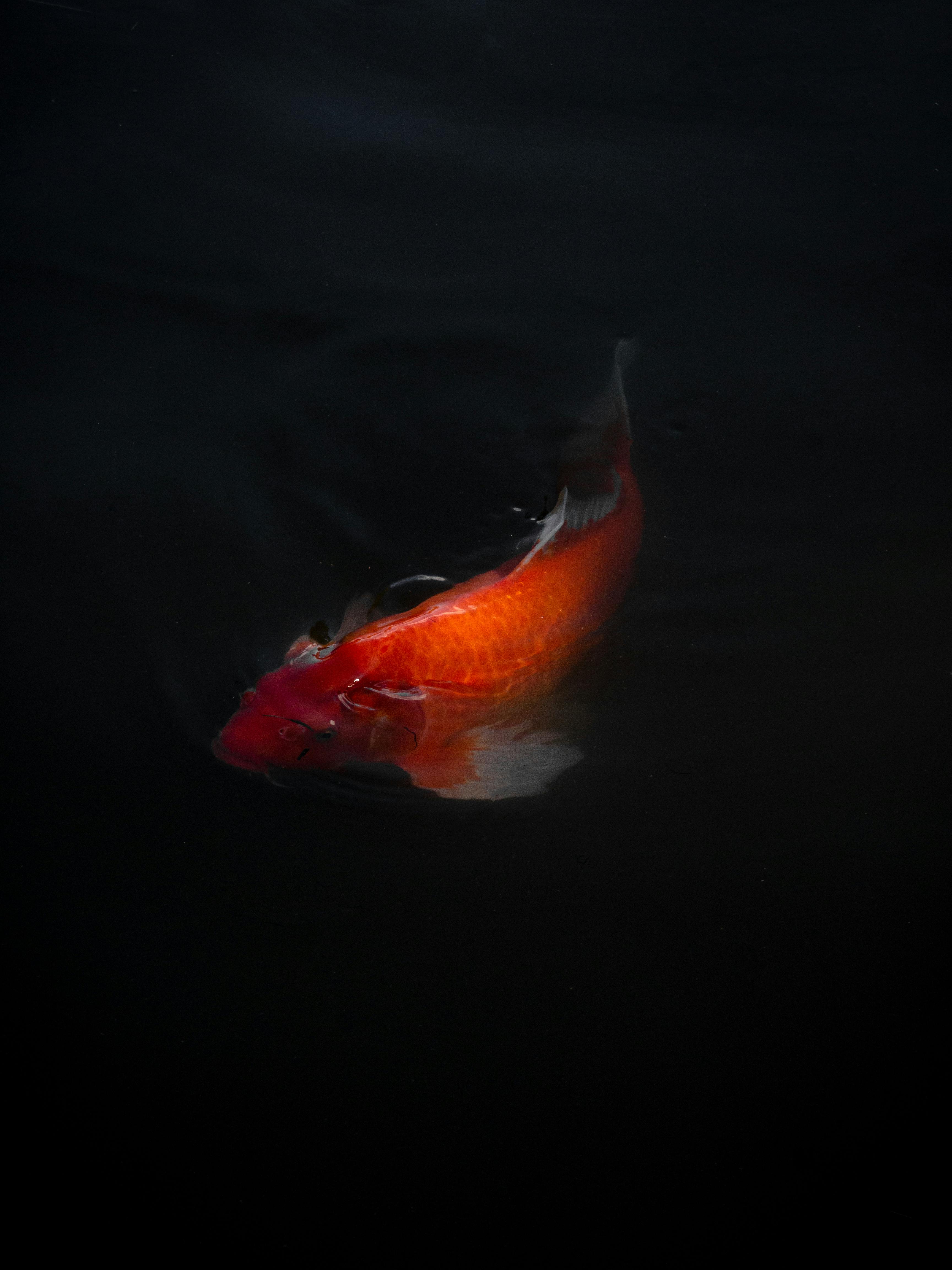 Red Parrot Fish in Aquarium