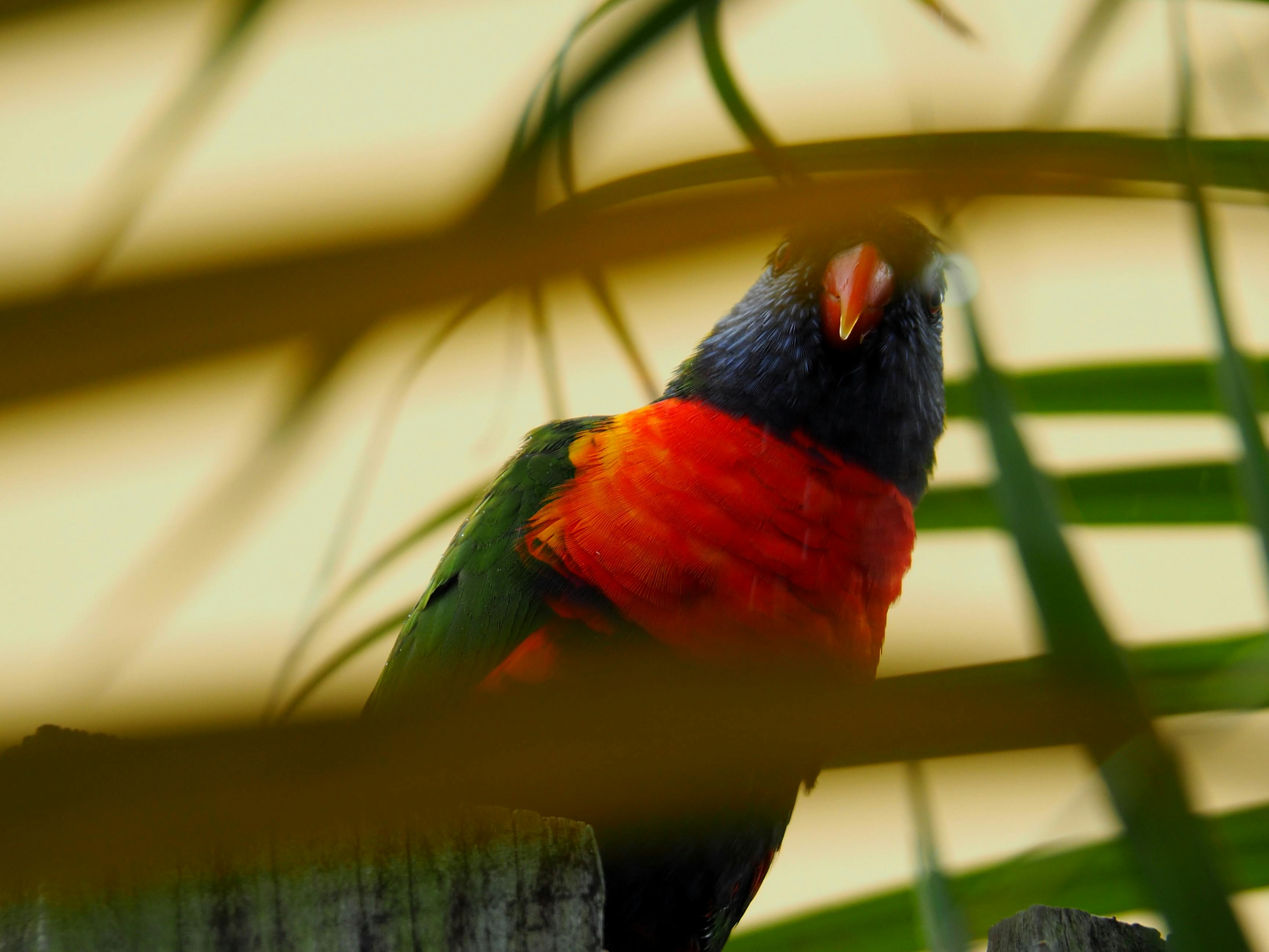 Beautiful Red Parrot Fish