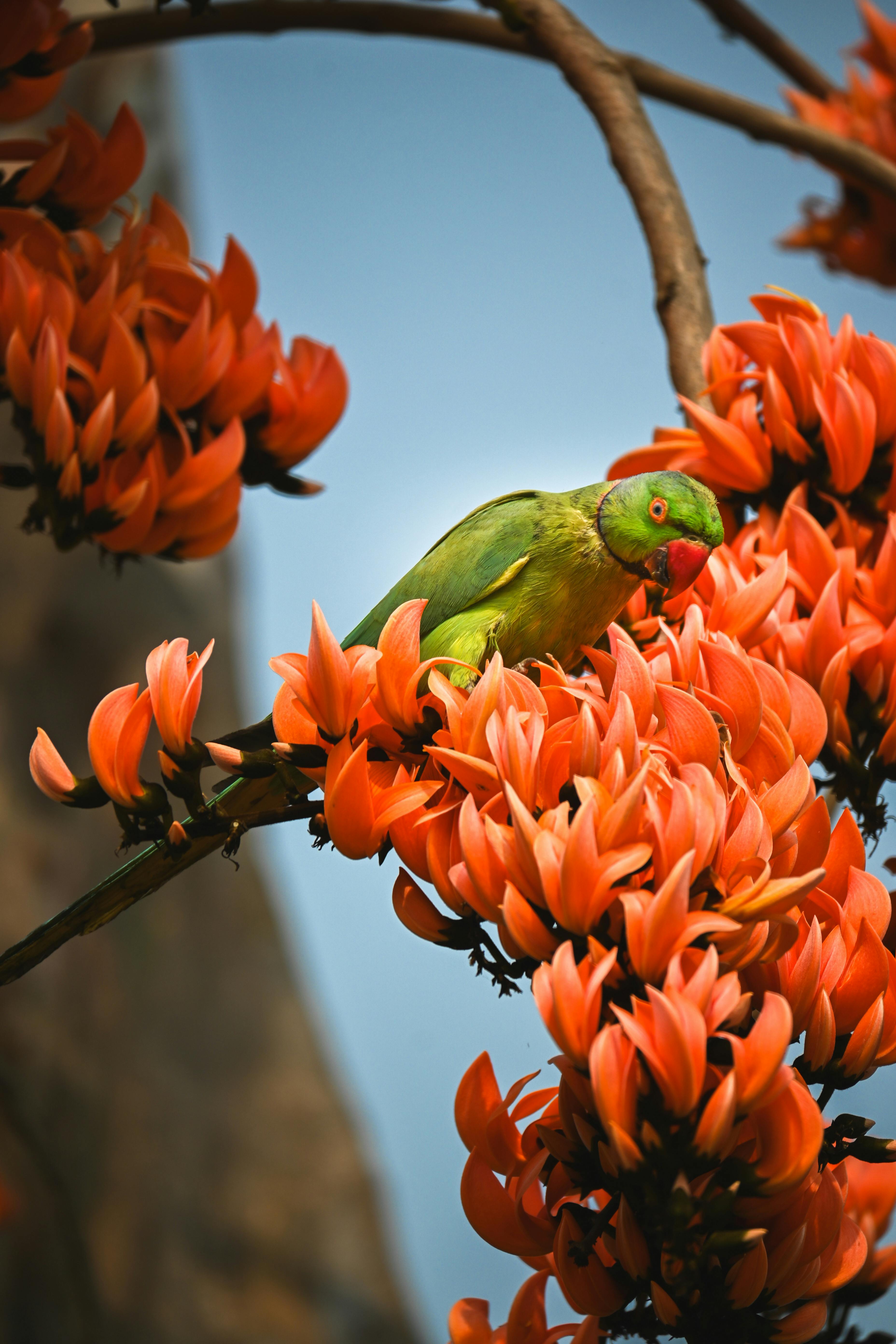 Lazy Parrot