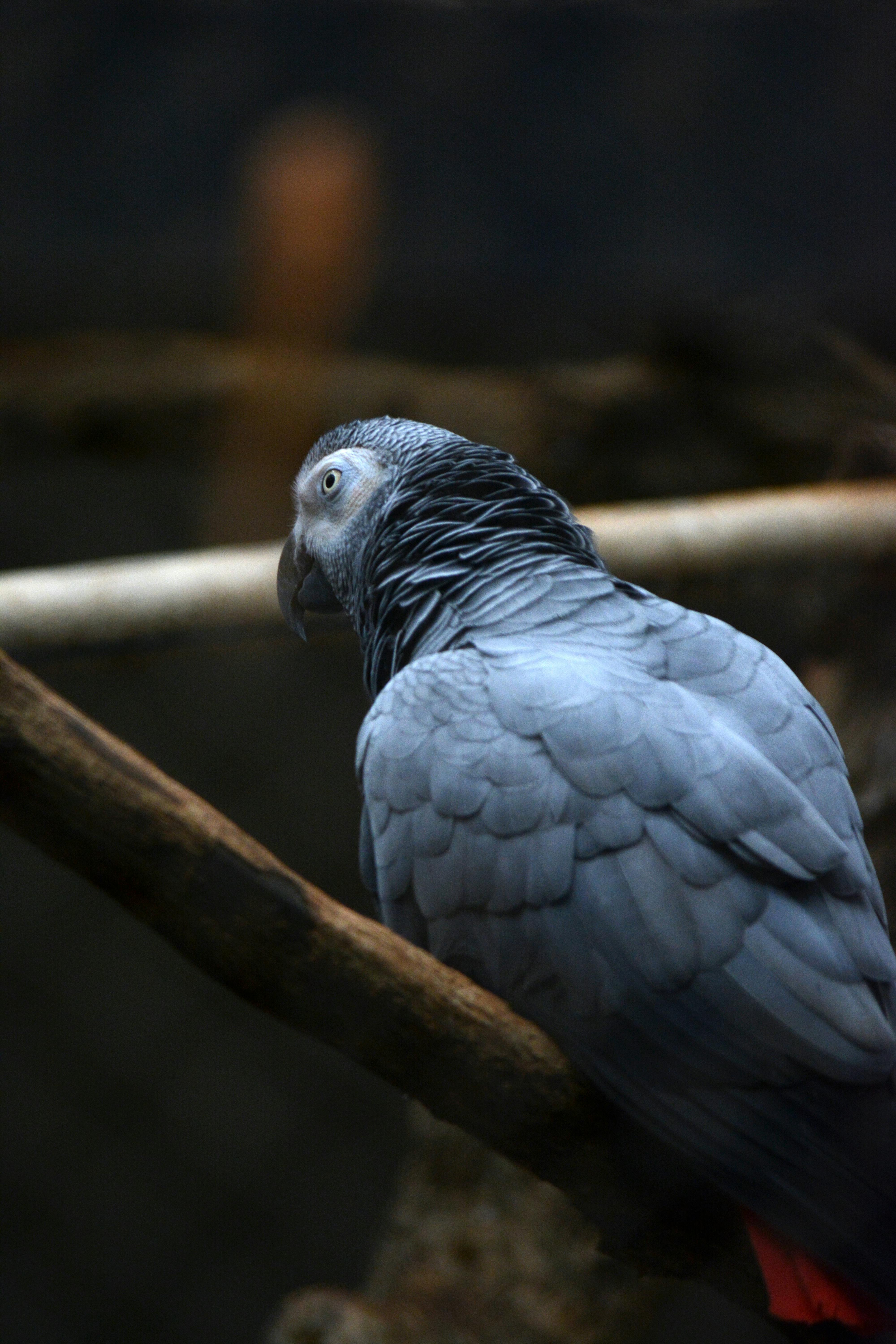 Grey African Parrot