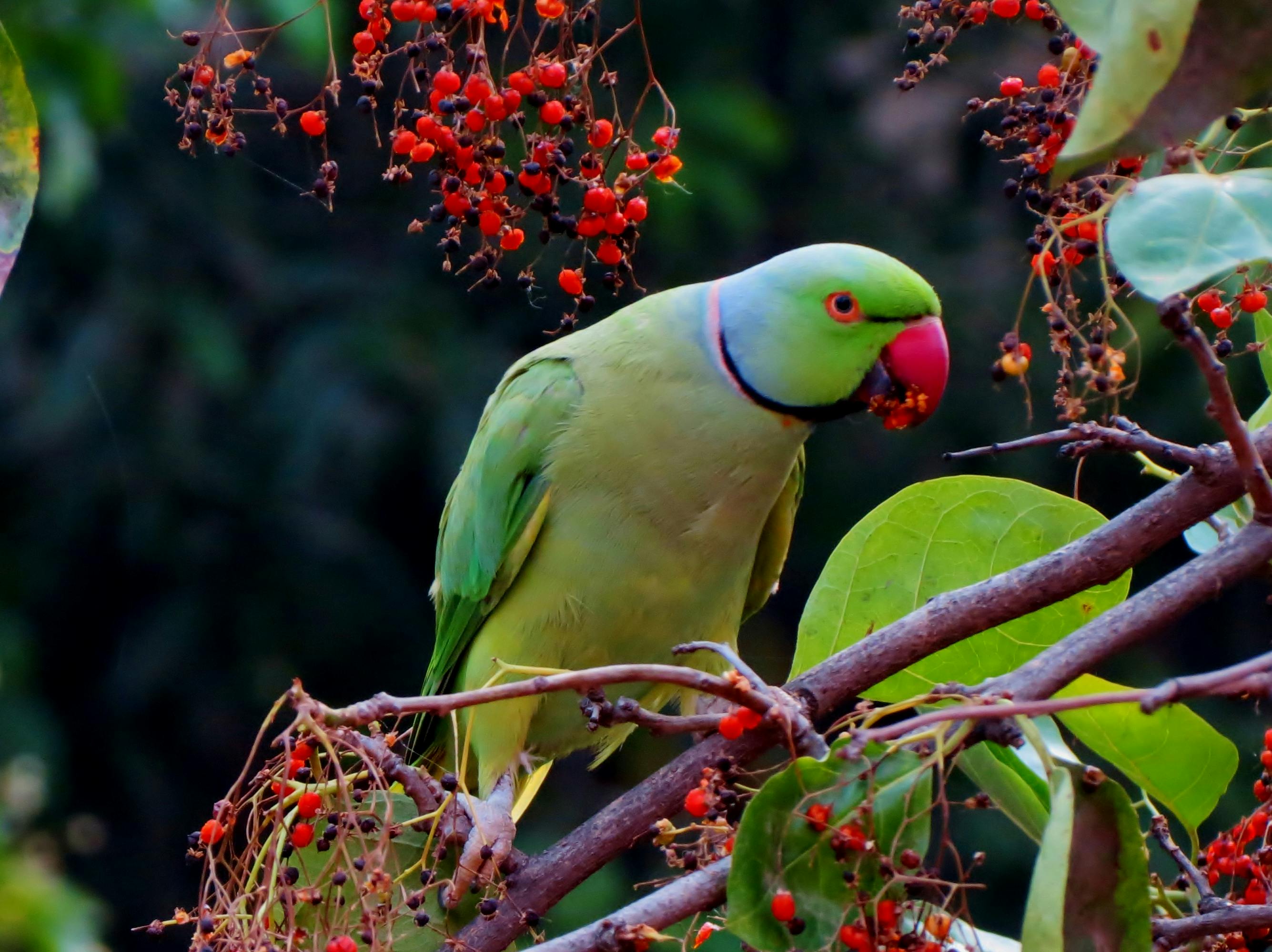 Parrot Simulator Image 1