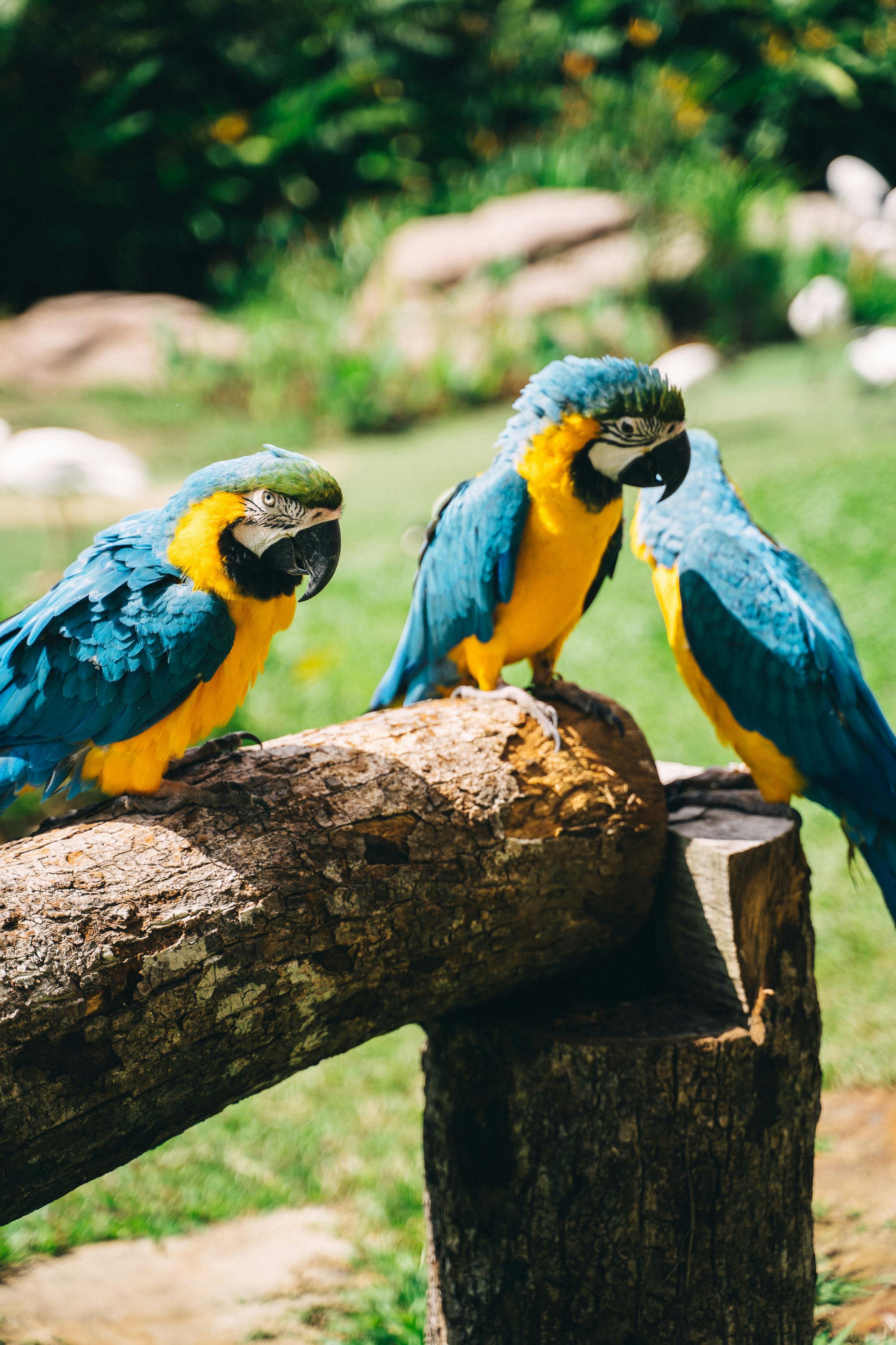 Beautiful Paradise Parrot