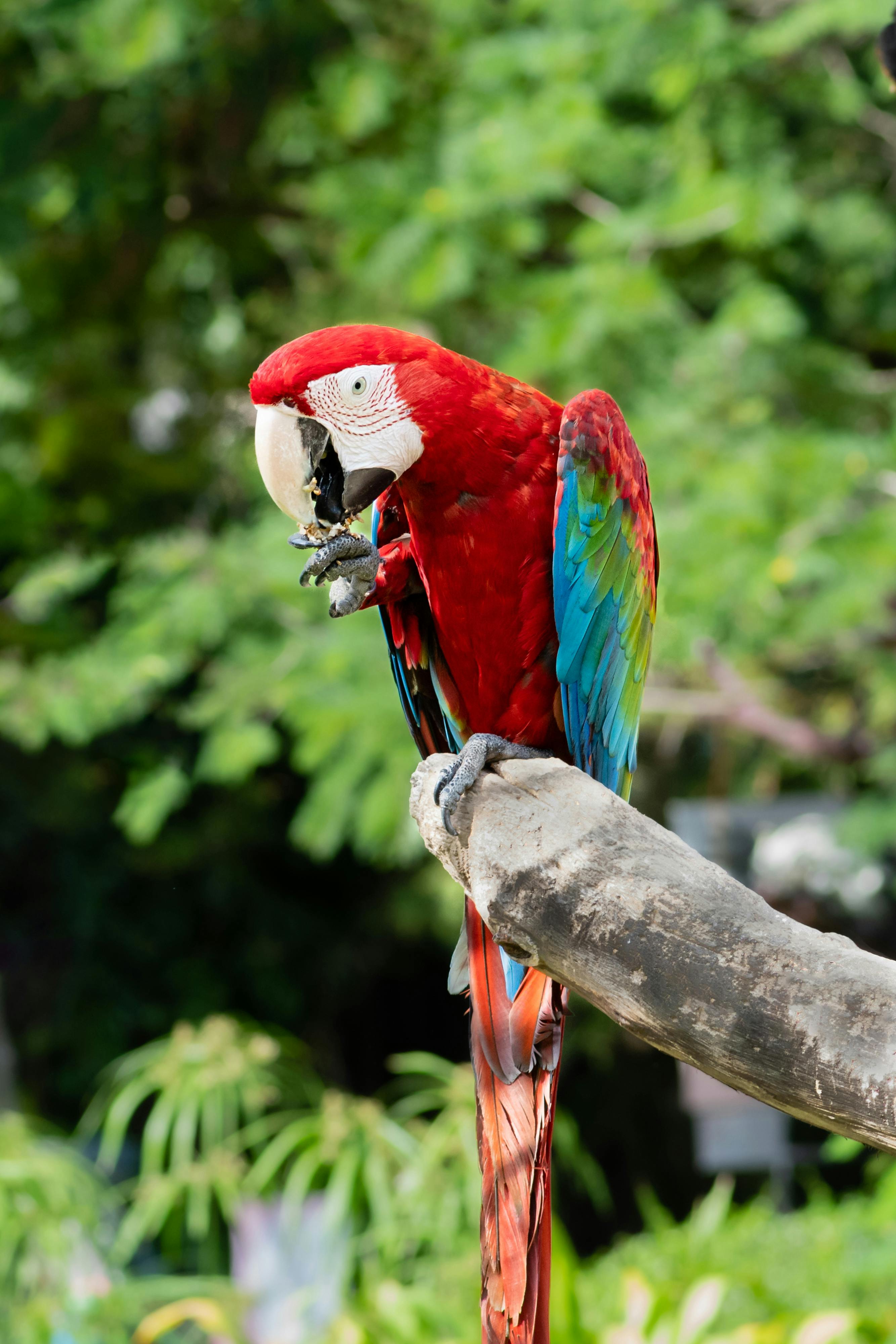 Exotic Paradise Parrot