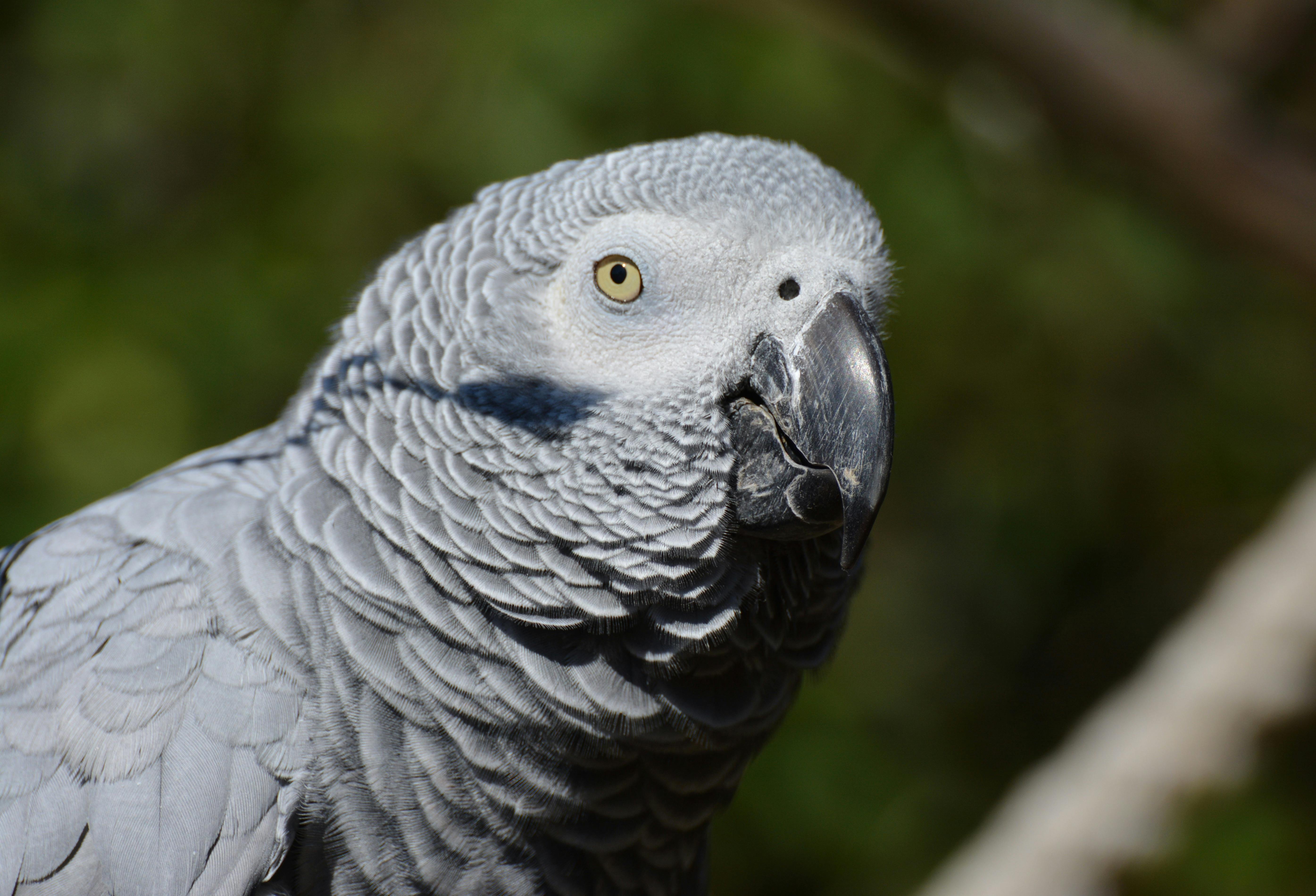 African Gray Parrot Playtime