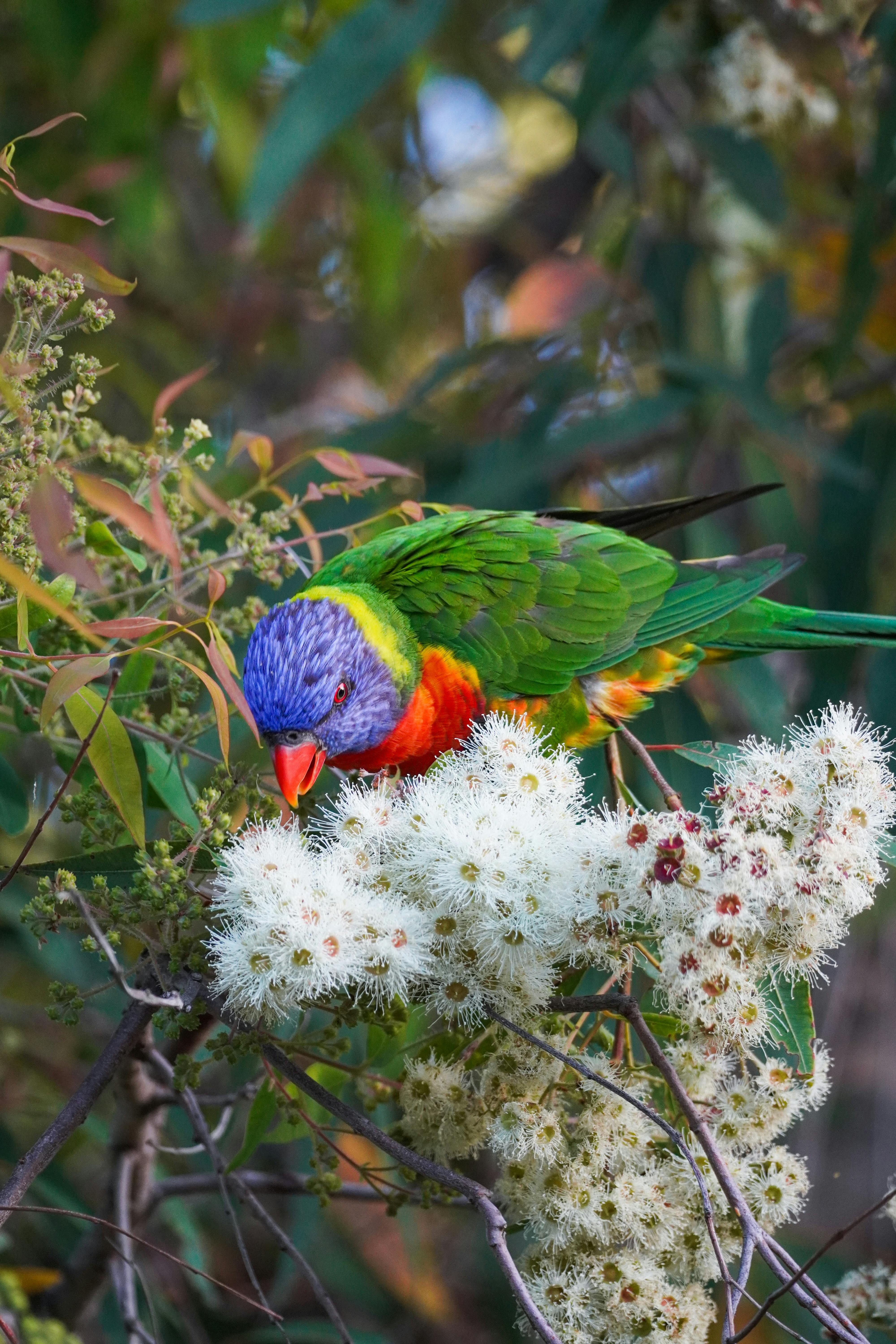 Parrot Heads Celebrating