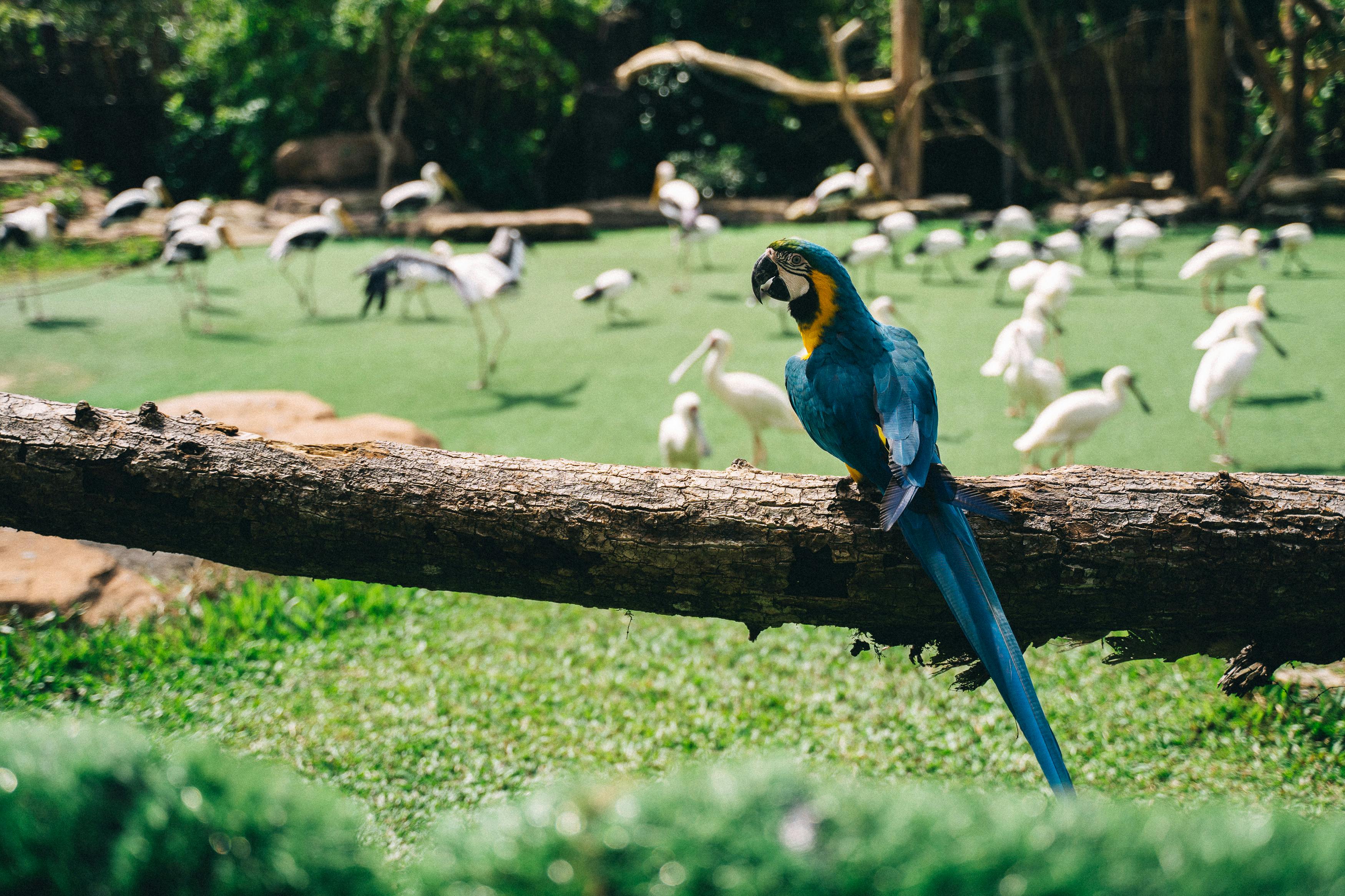 Colorful Parrots