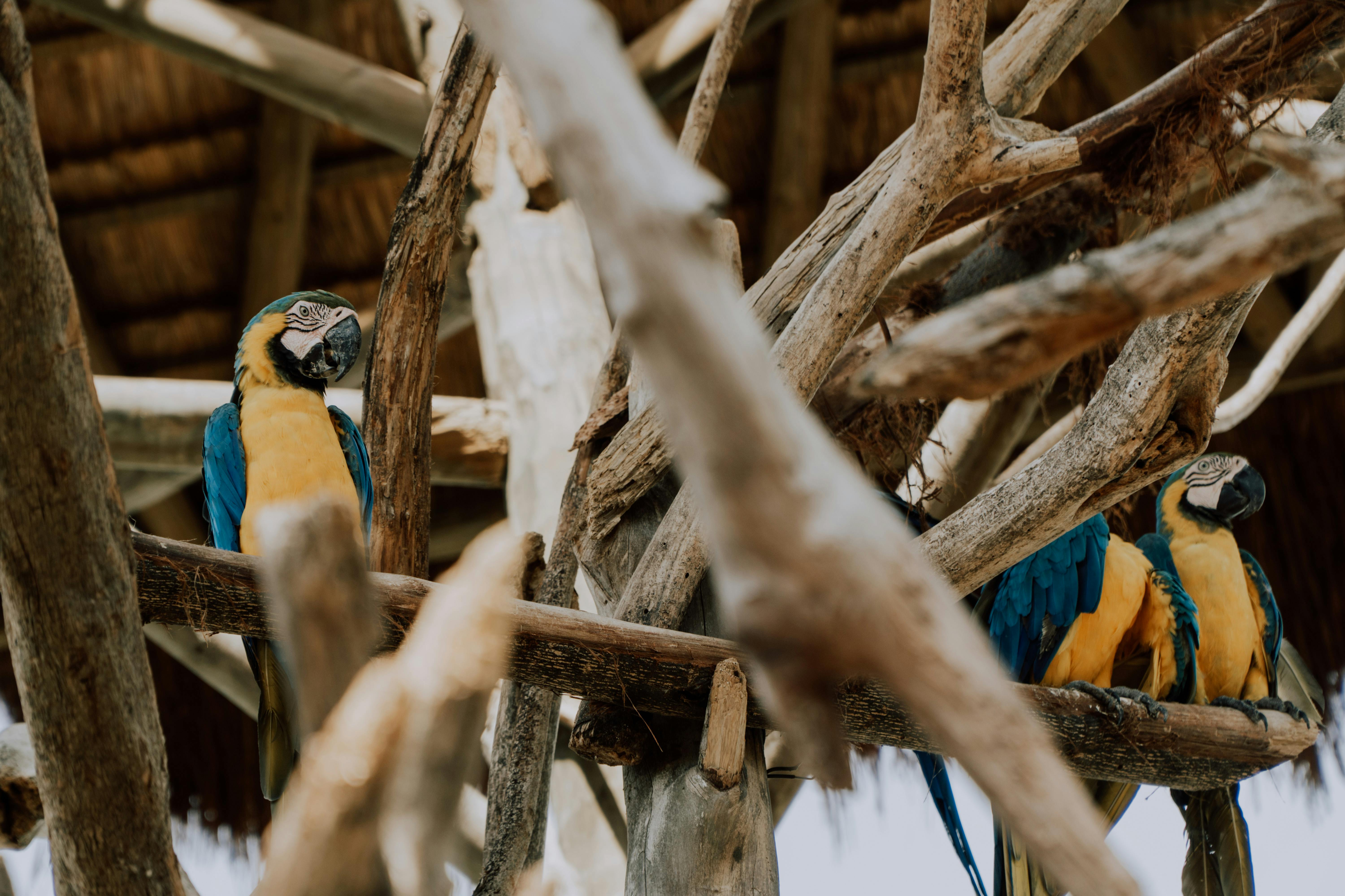 Happy Parrots