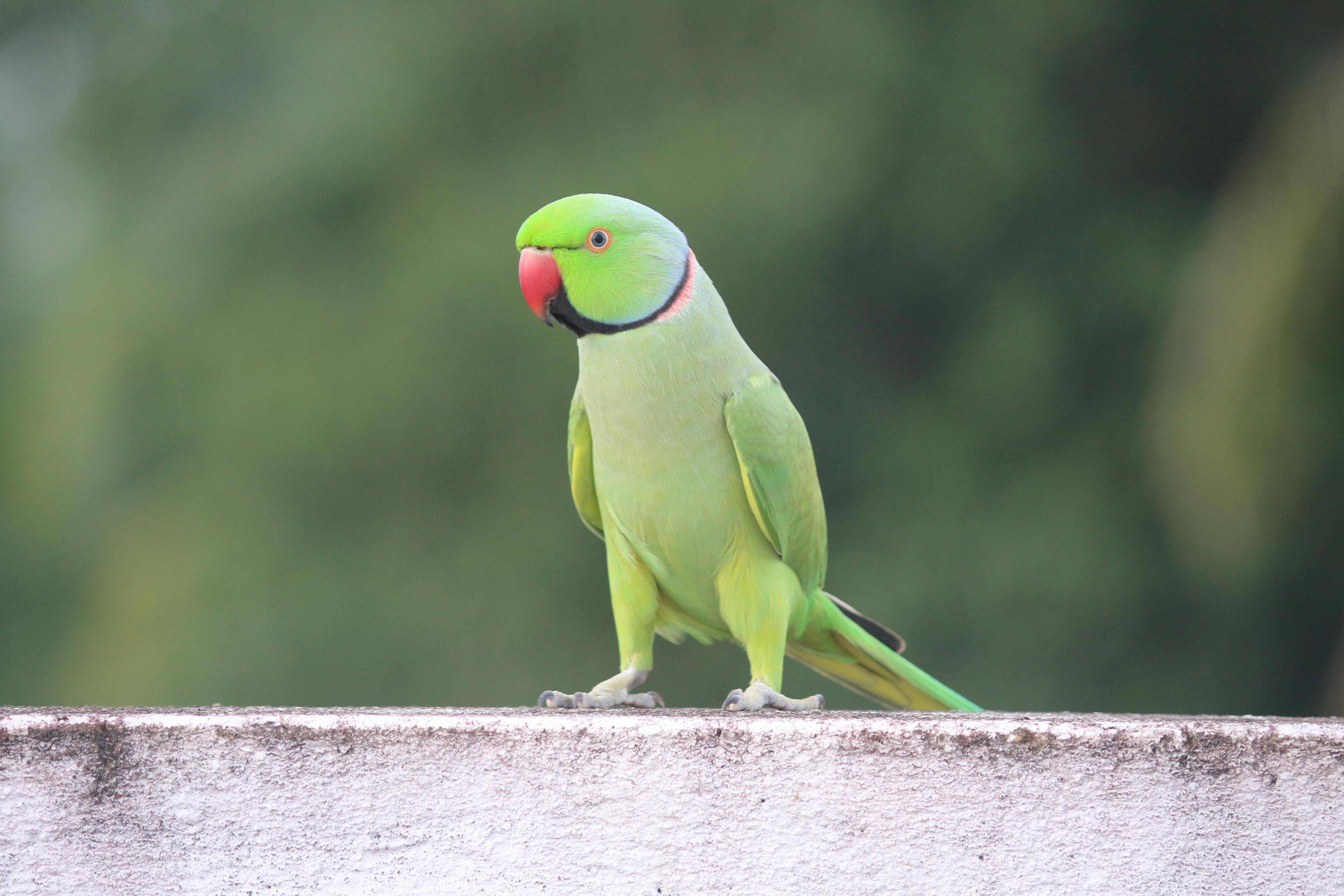 Colorful Indian Parrot