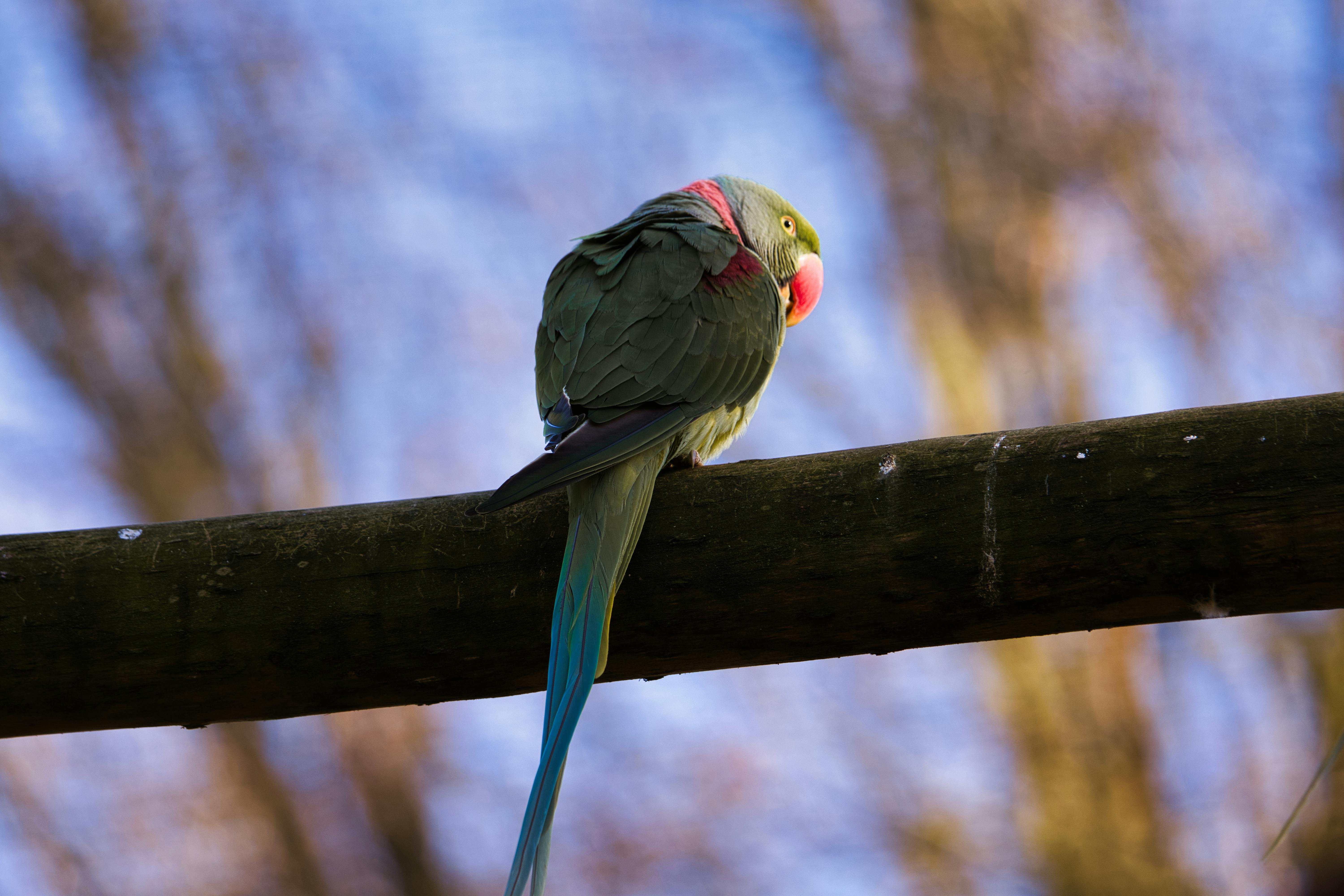 Indian Parrot in Natural Habitat