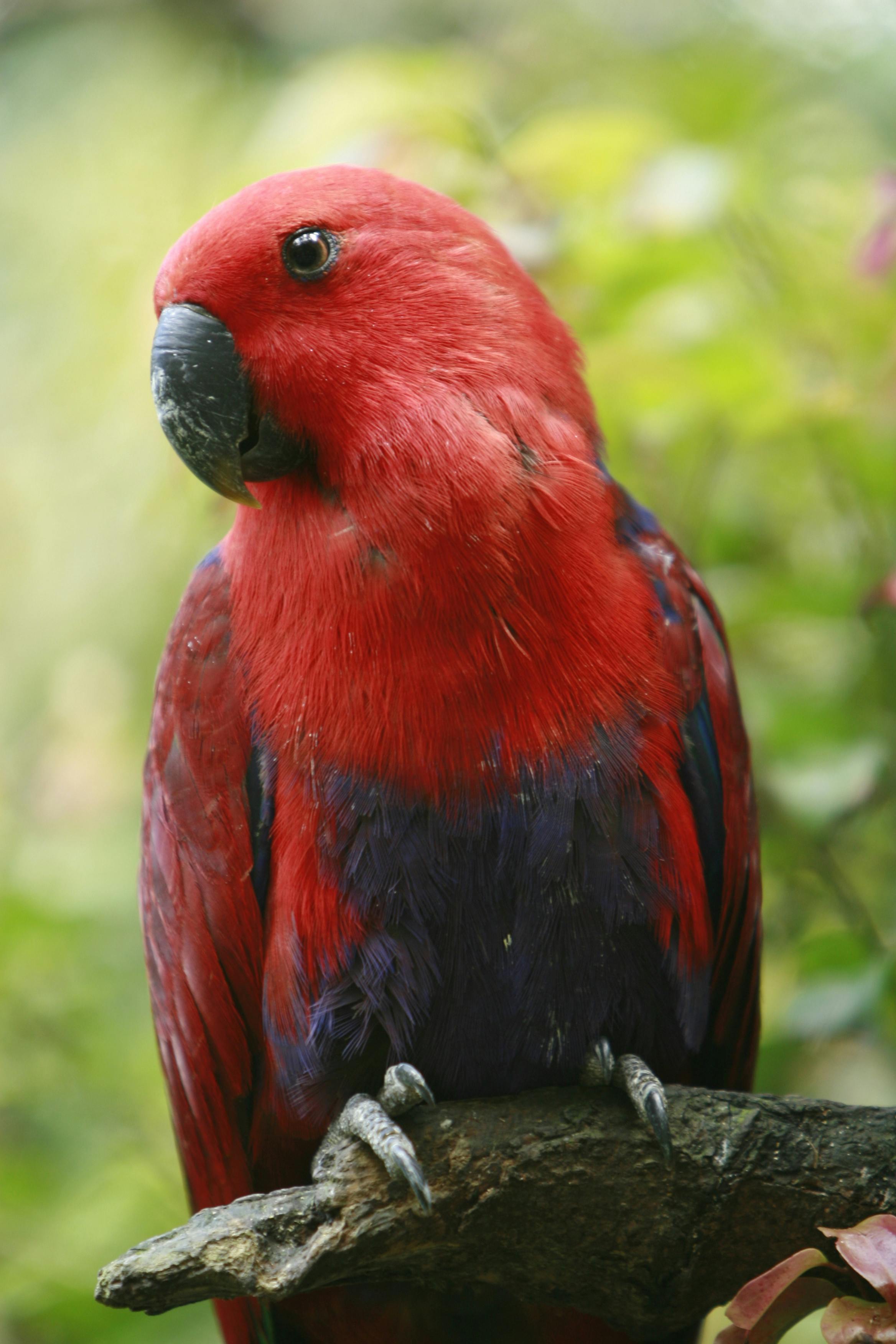 Eclectus Parrot Lifespan