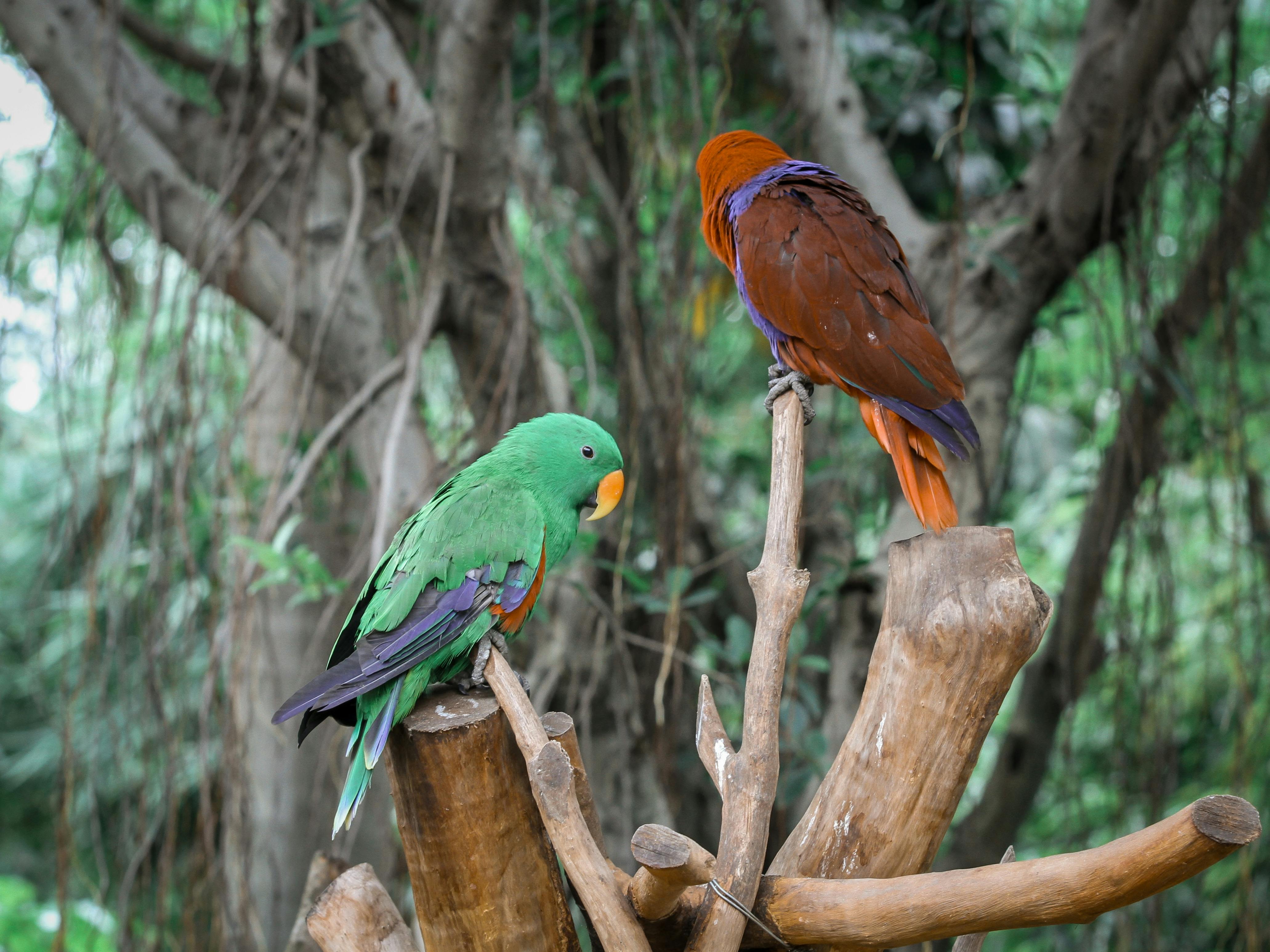 Caring for Eclectus Parrots