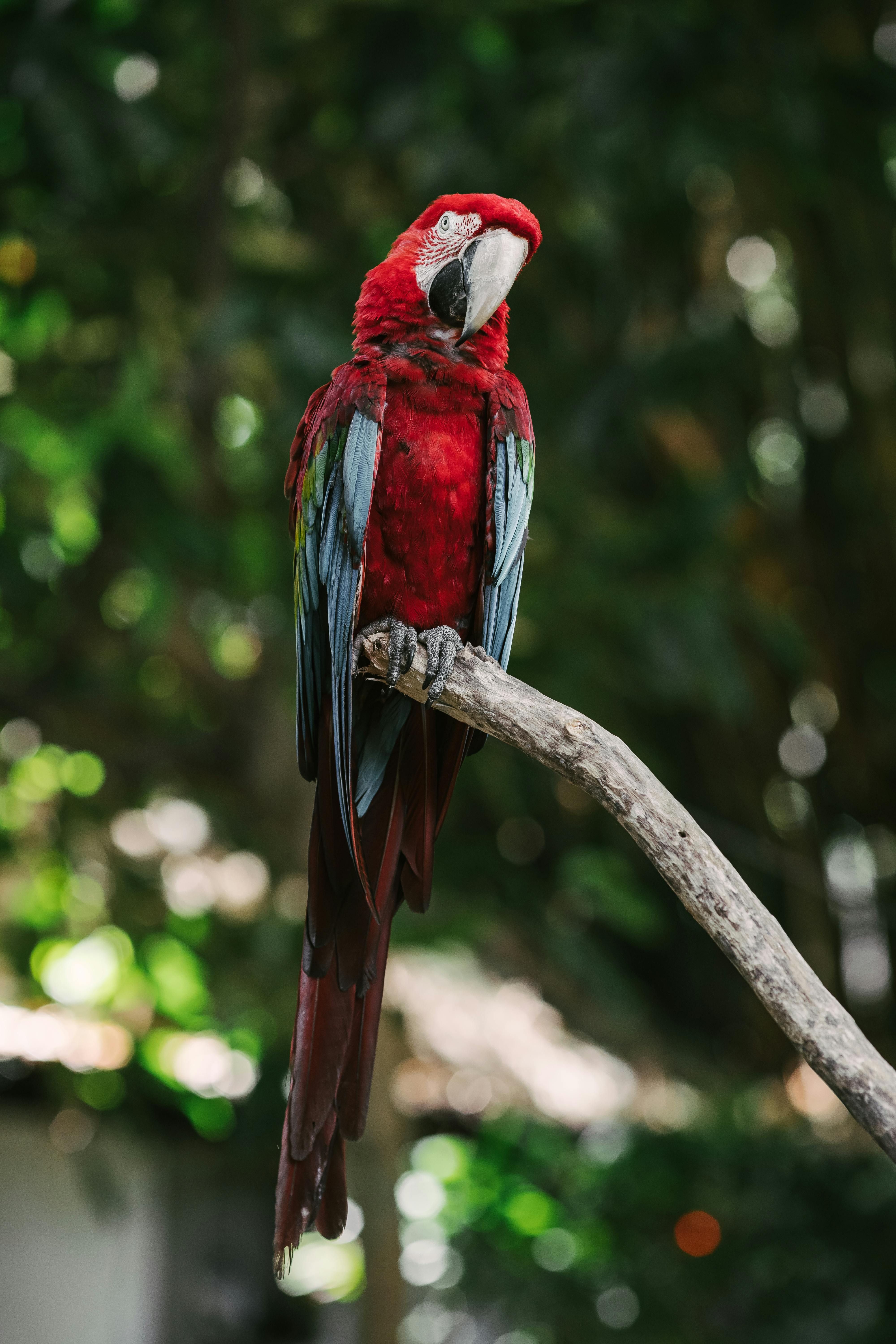 Colorful Macaw Parrot For Sale