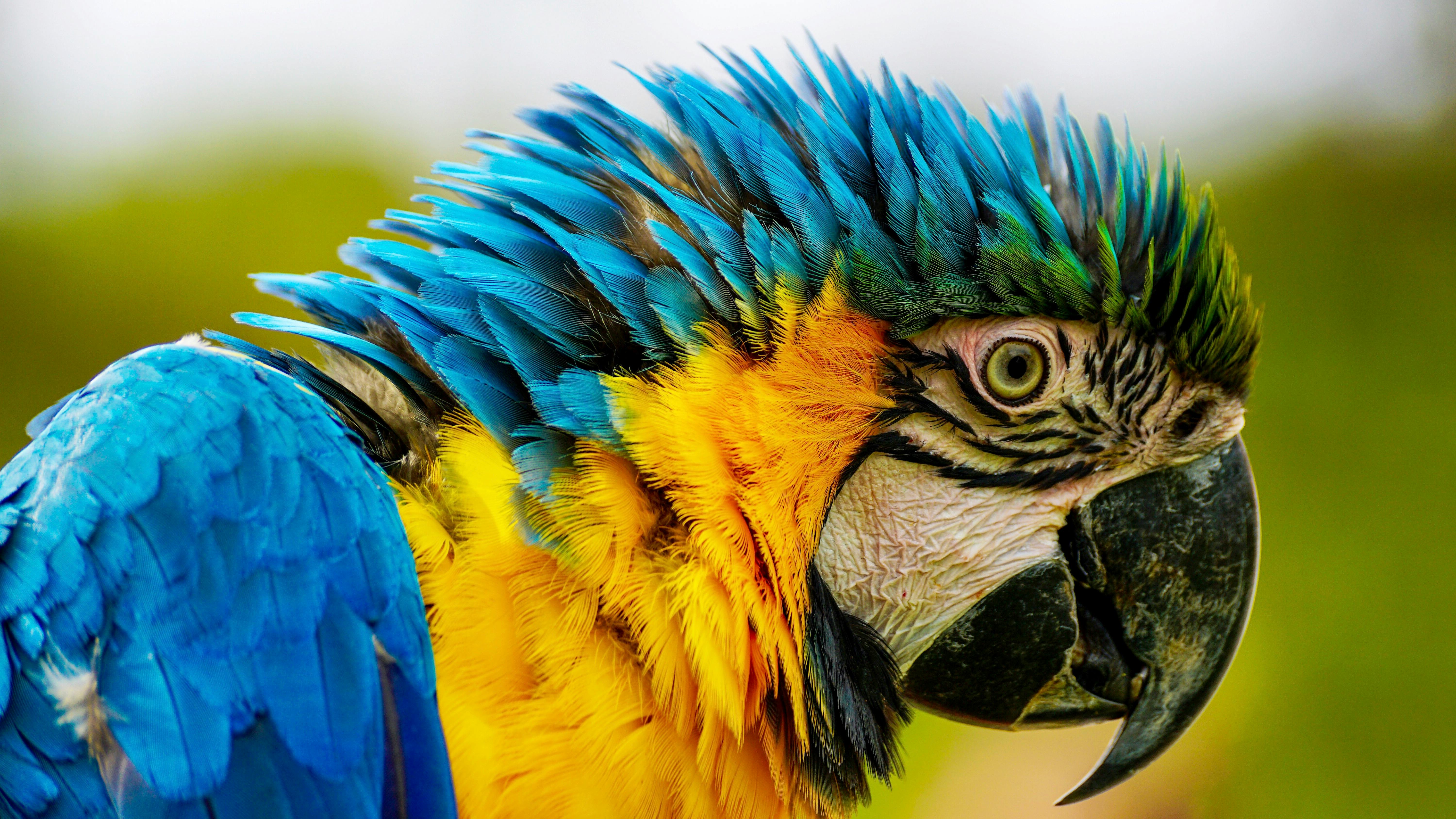 Macaw Parrots Ready for Sale