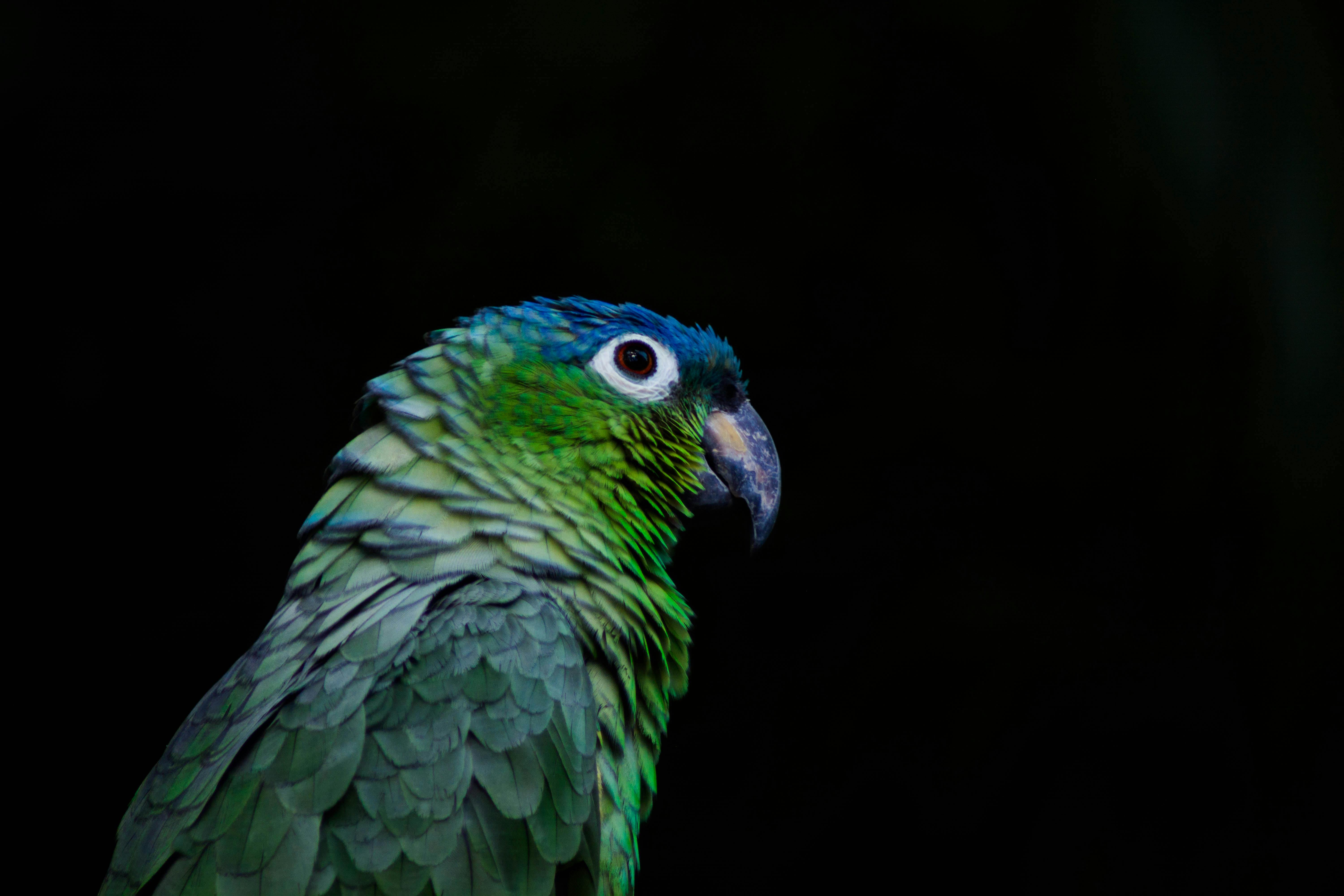 African Grey Parrot