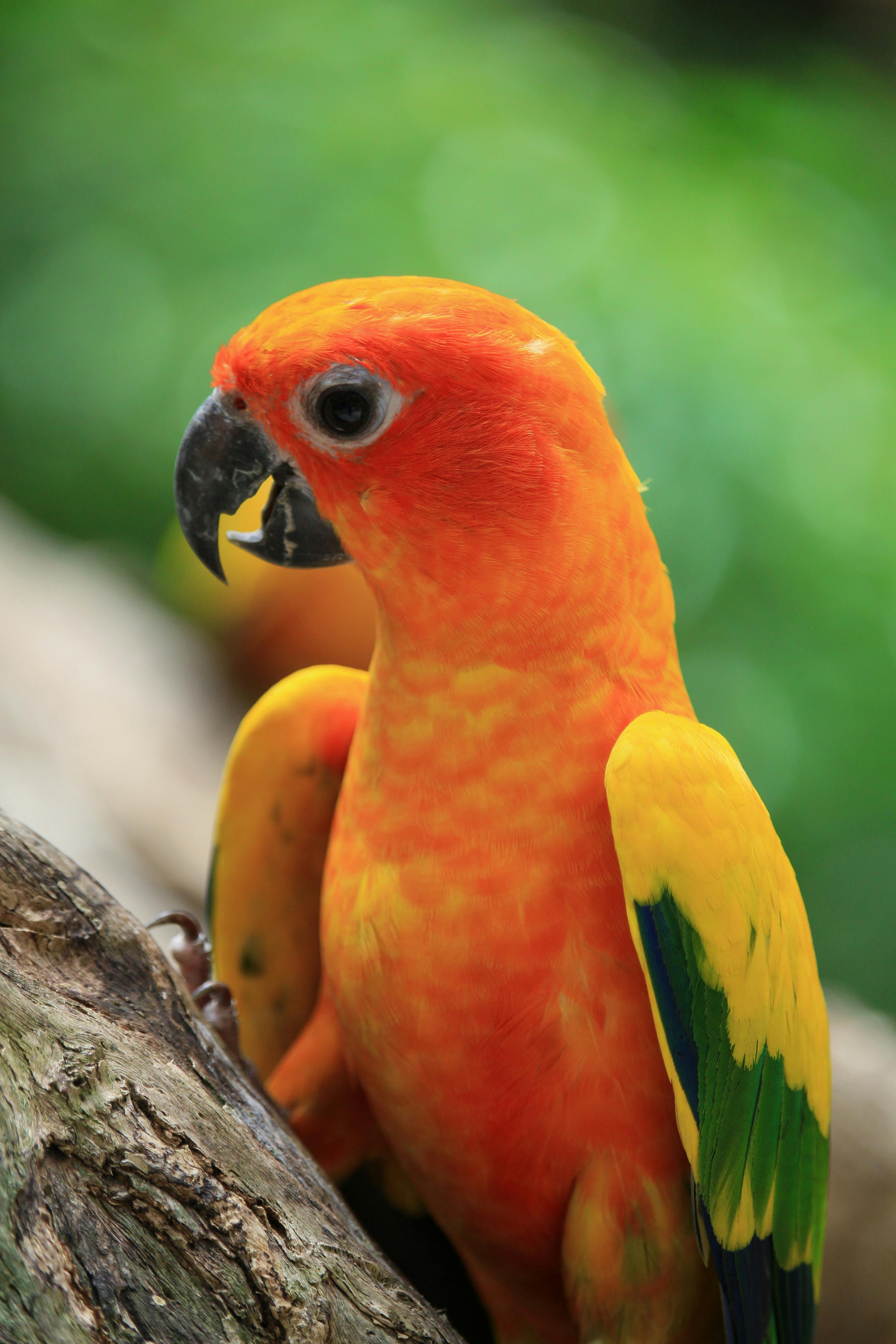 Sun Conure Parrot