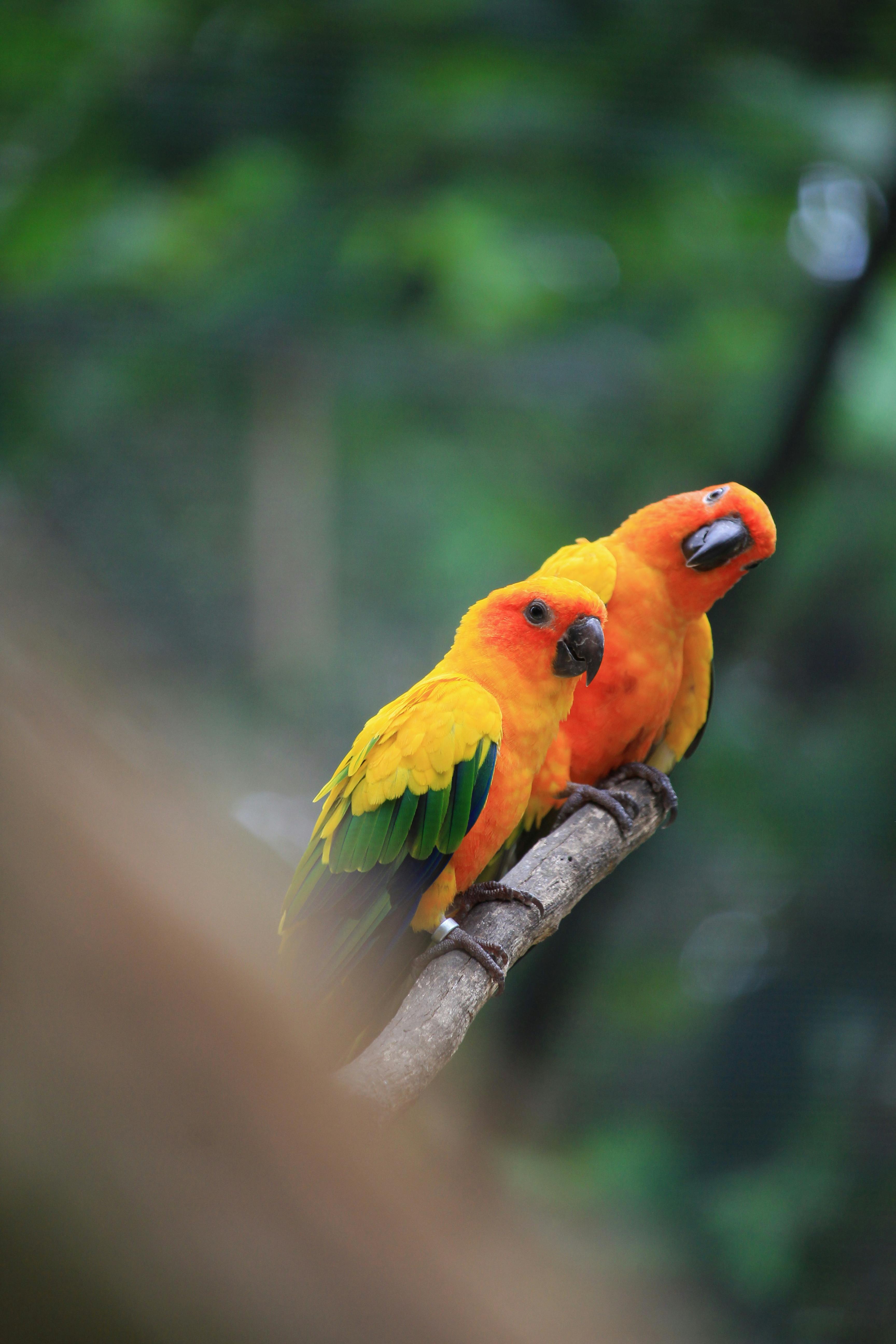 Sun Conure in Habitat