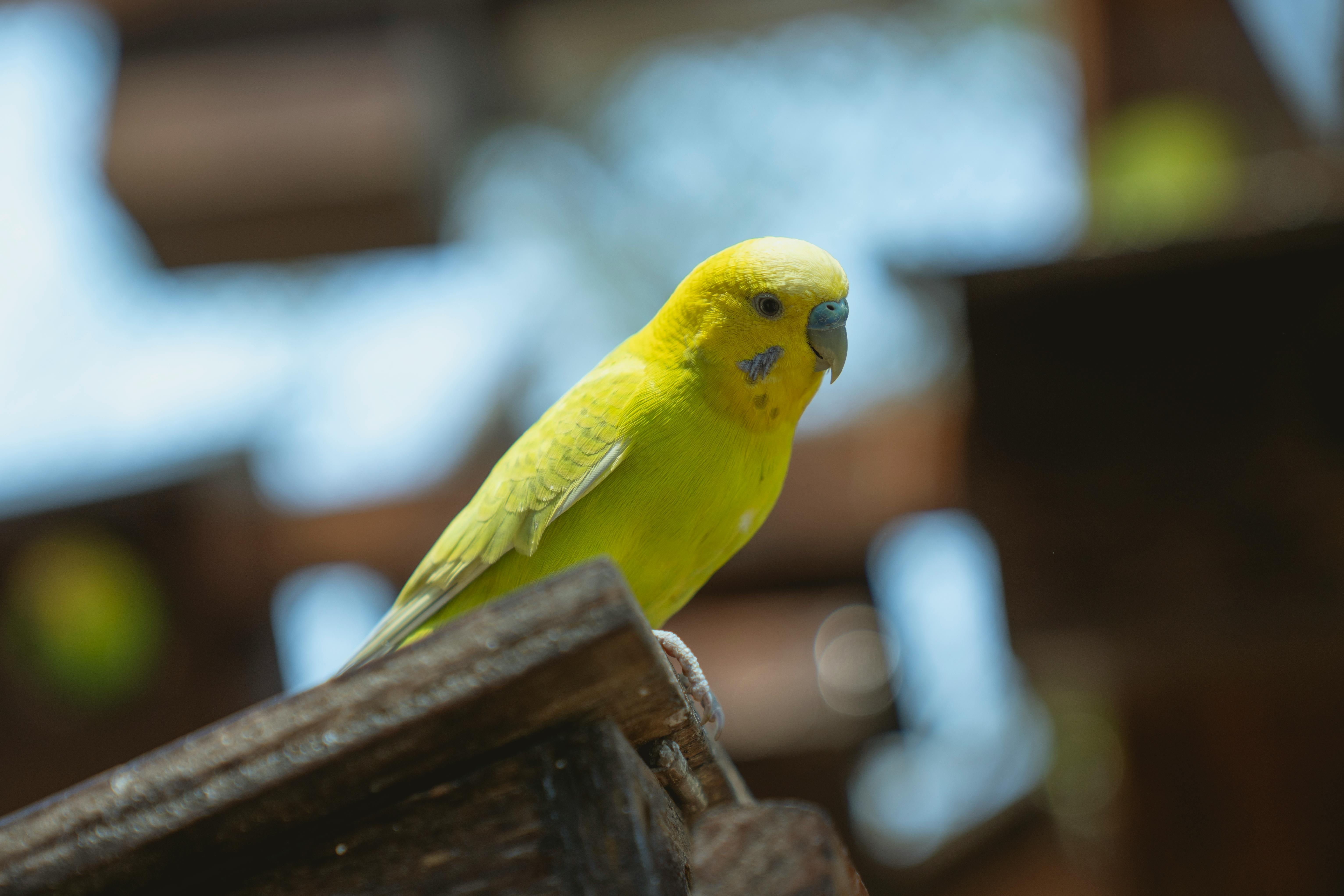 Enhanced Parrot Habitat