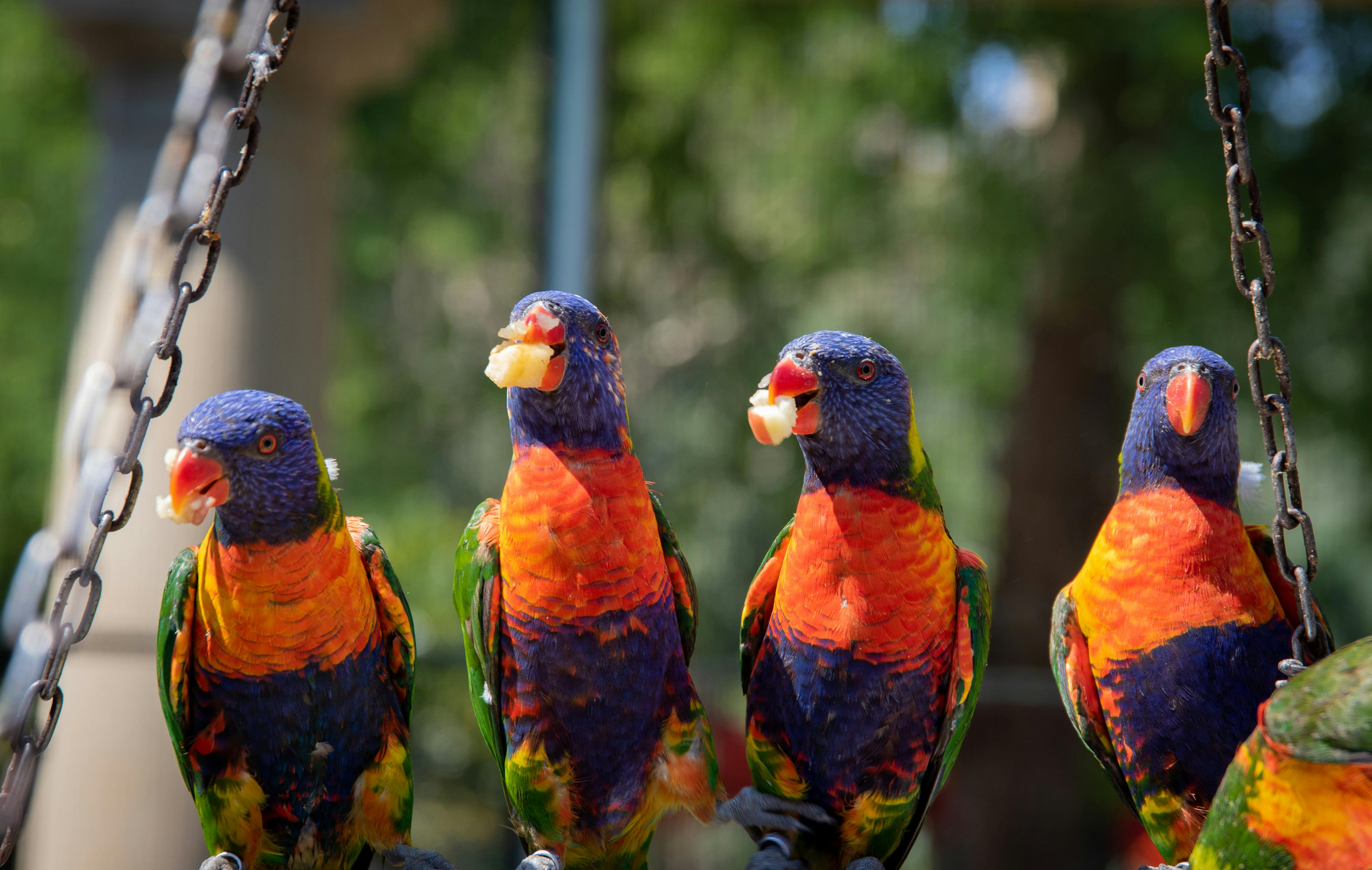 A Variety of Parrots Available