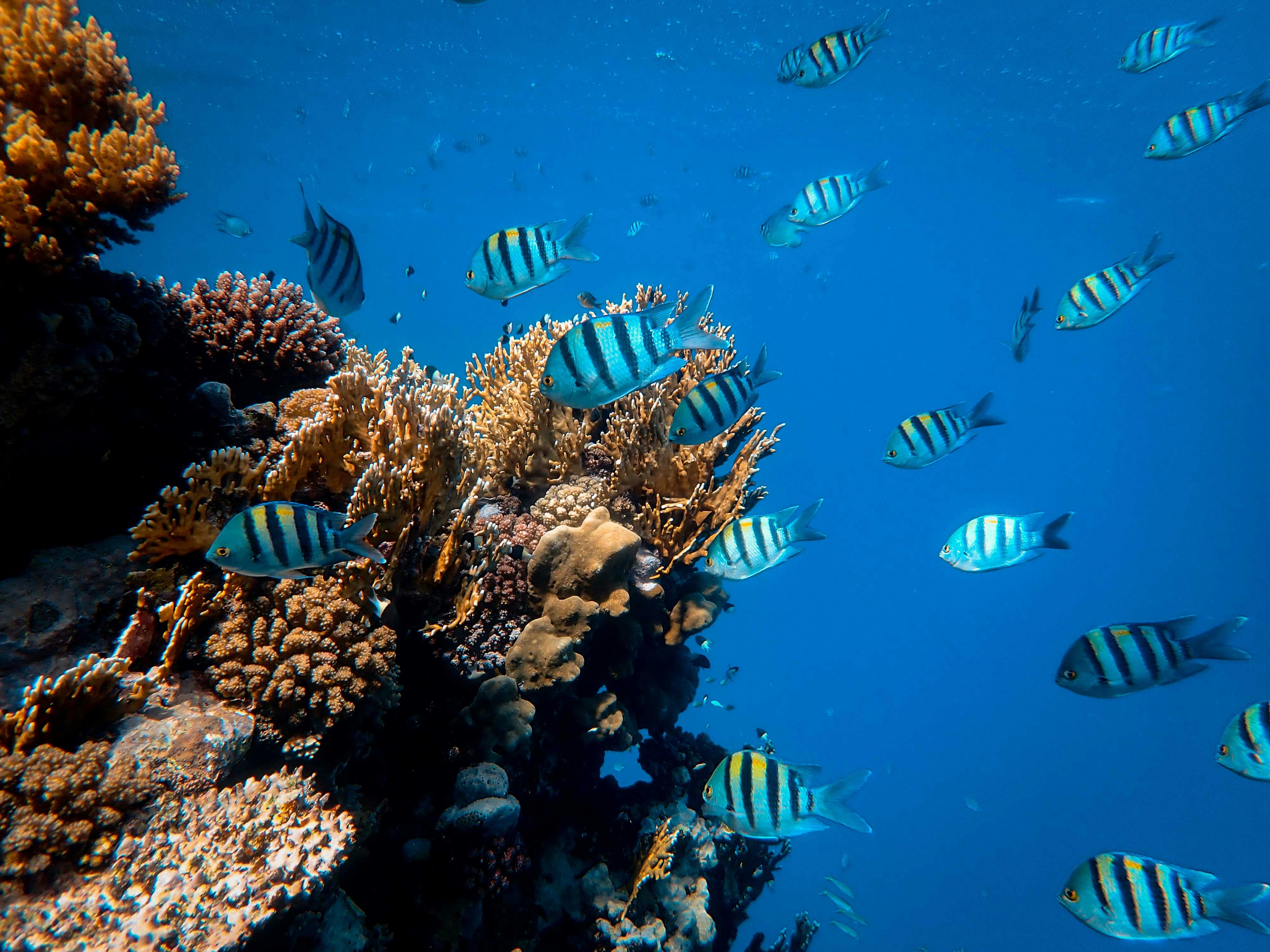 Colorful Parrot Fish