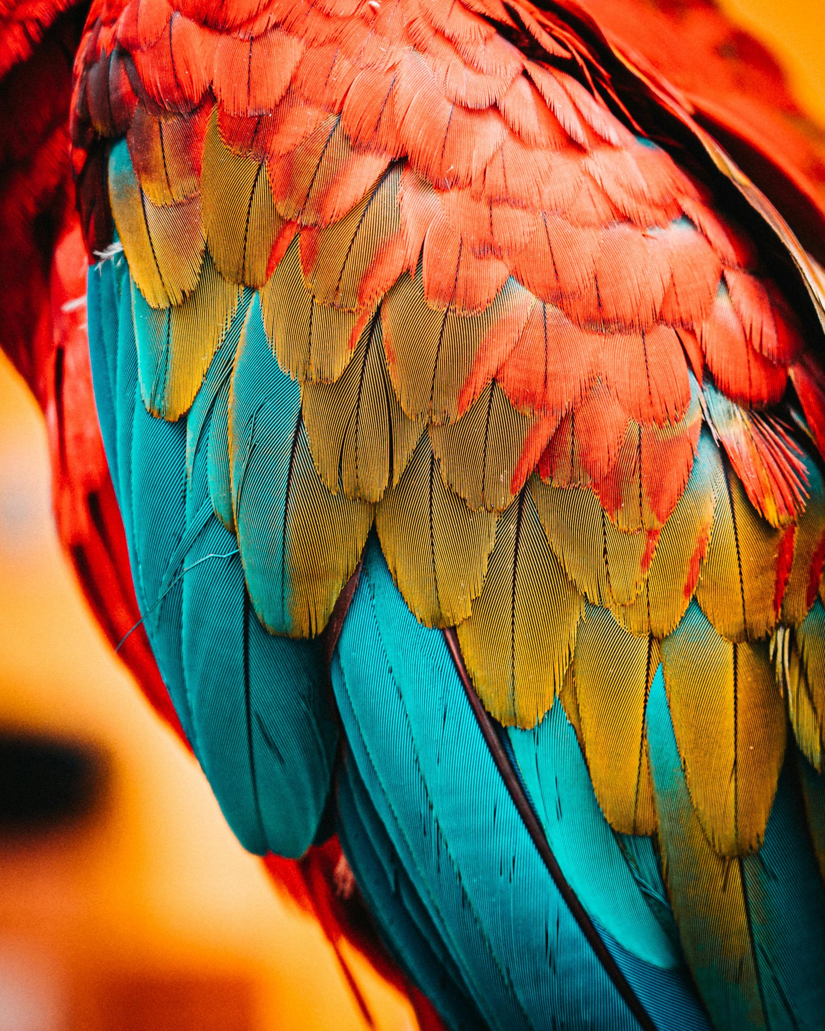 Healthy Parrot Fish in Aquarium