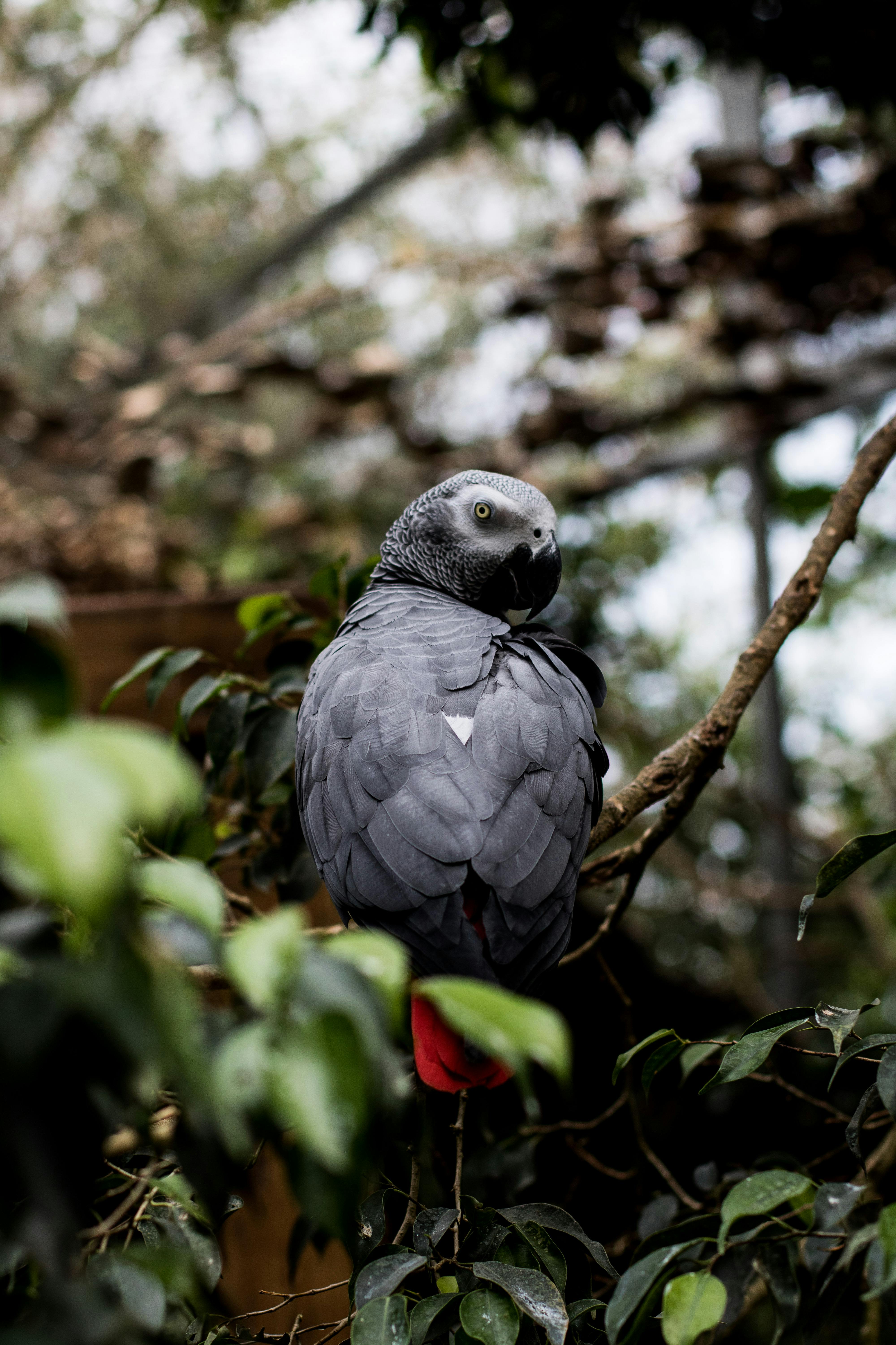 Caring for African Grey Parrot