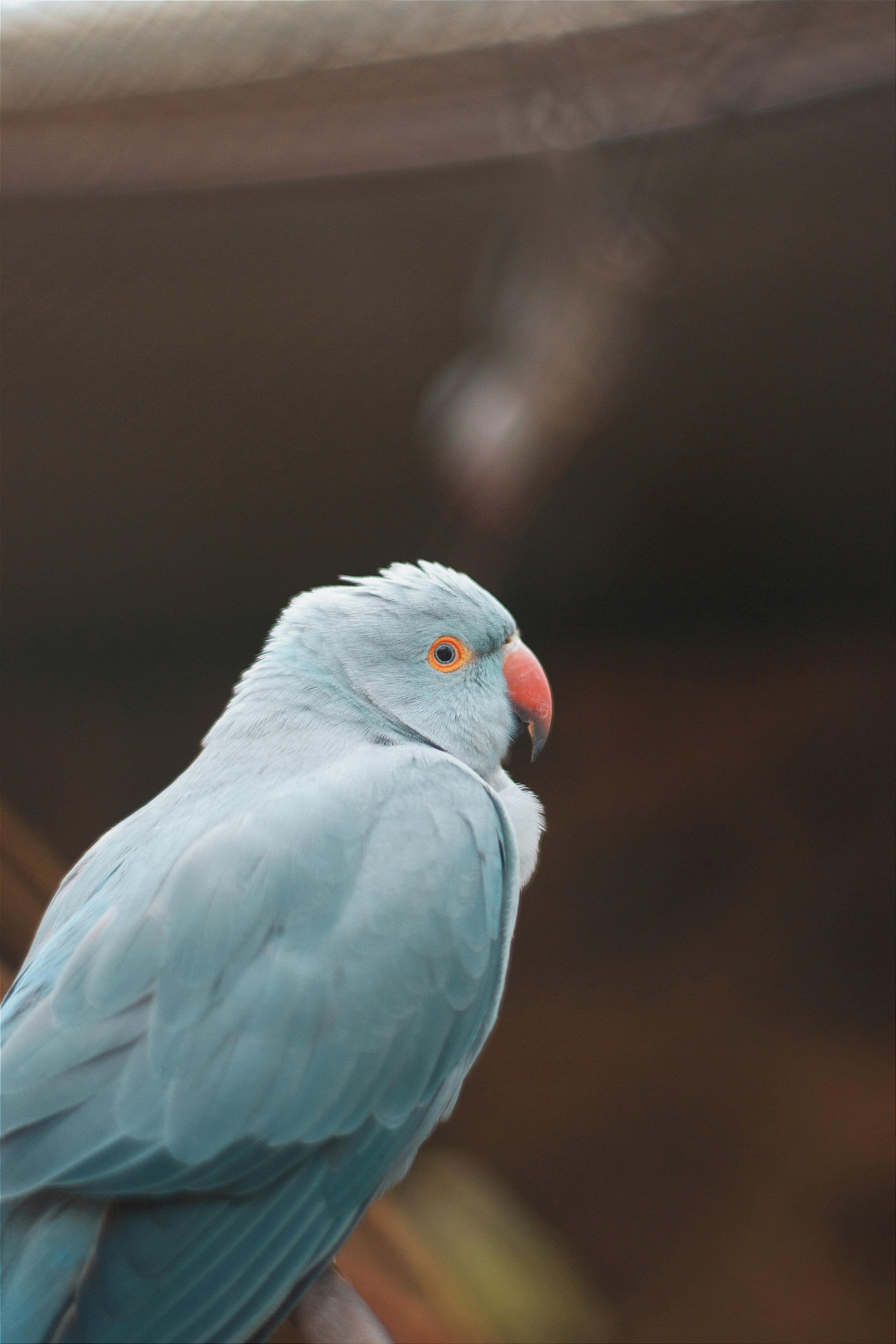 Beautiful Blue Parrot