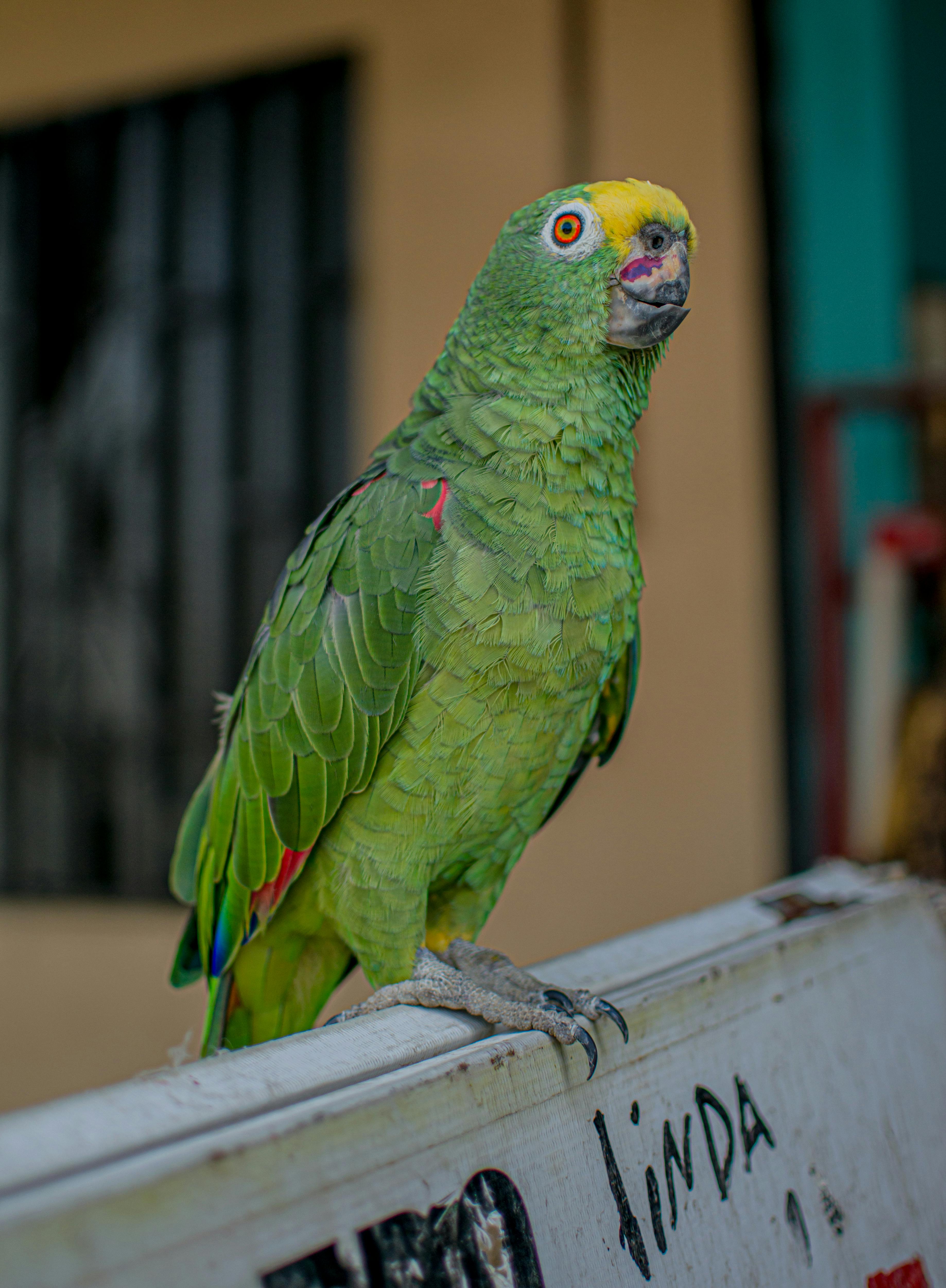 Amazon Parrot Breeds