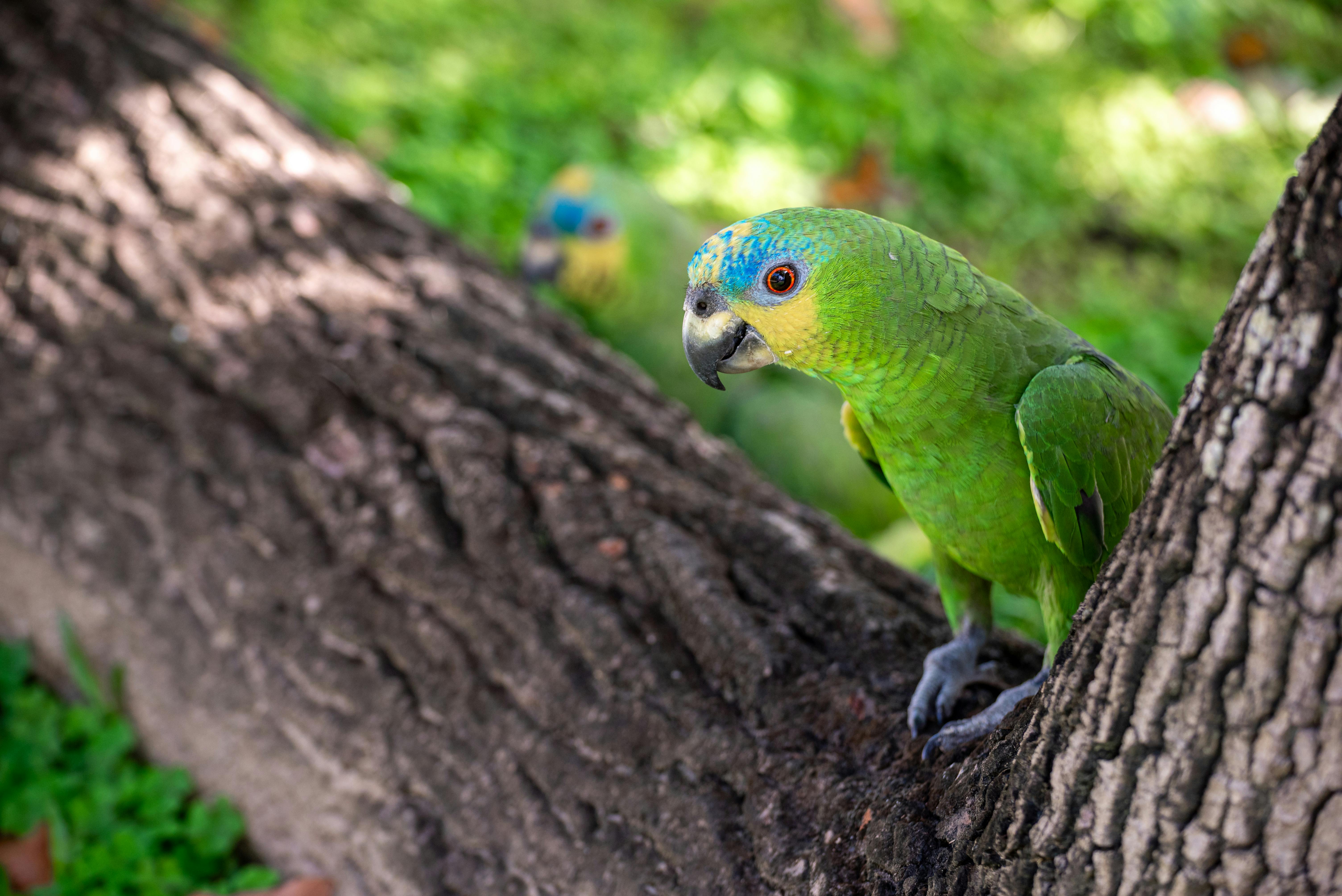 Happy Parrotlet