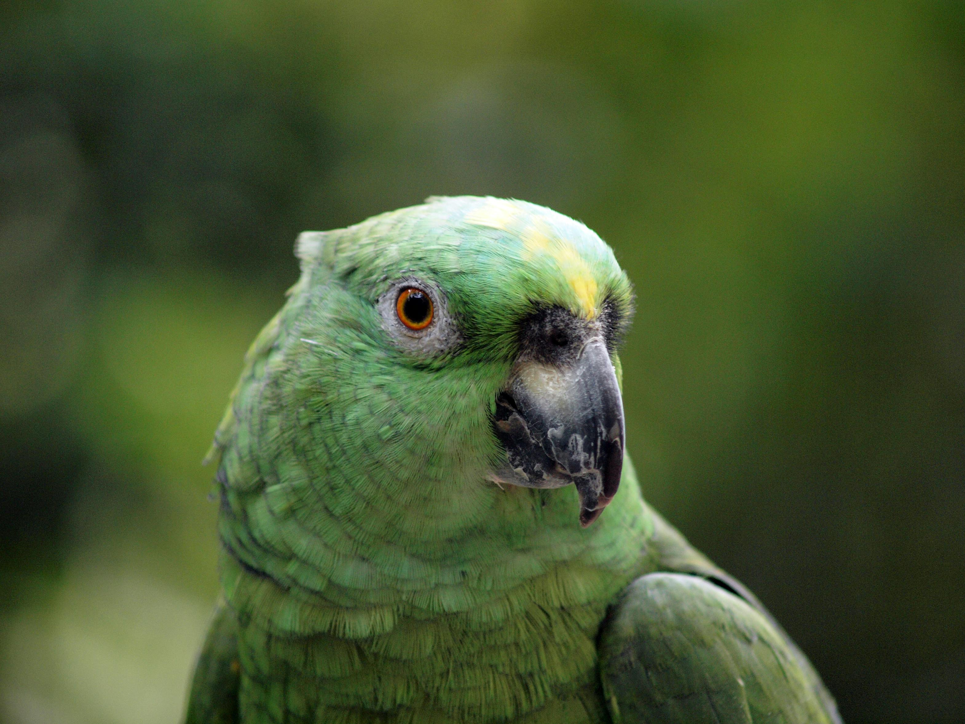 Parrotlet Habitat