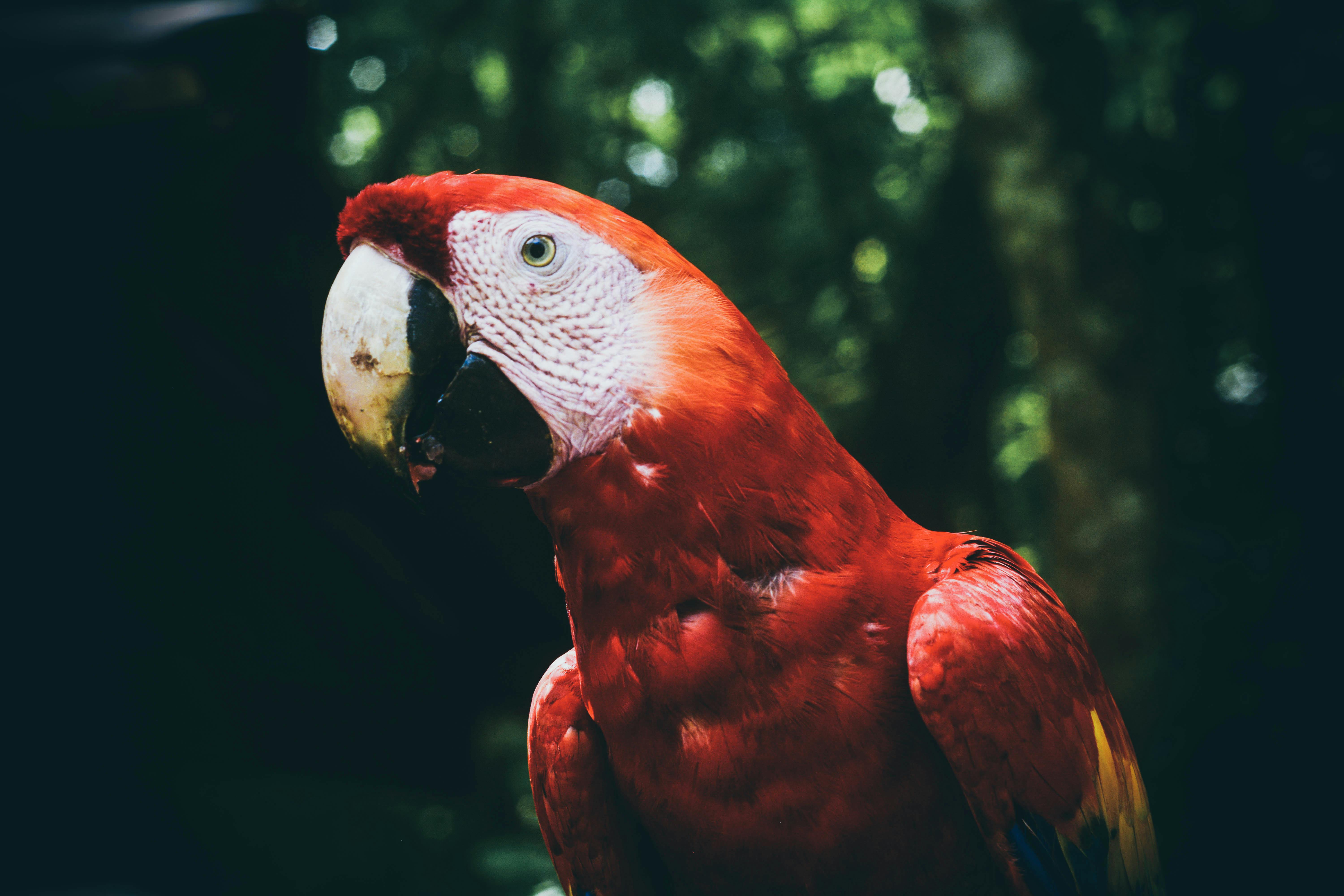 Macaw Parrot