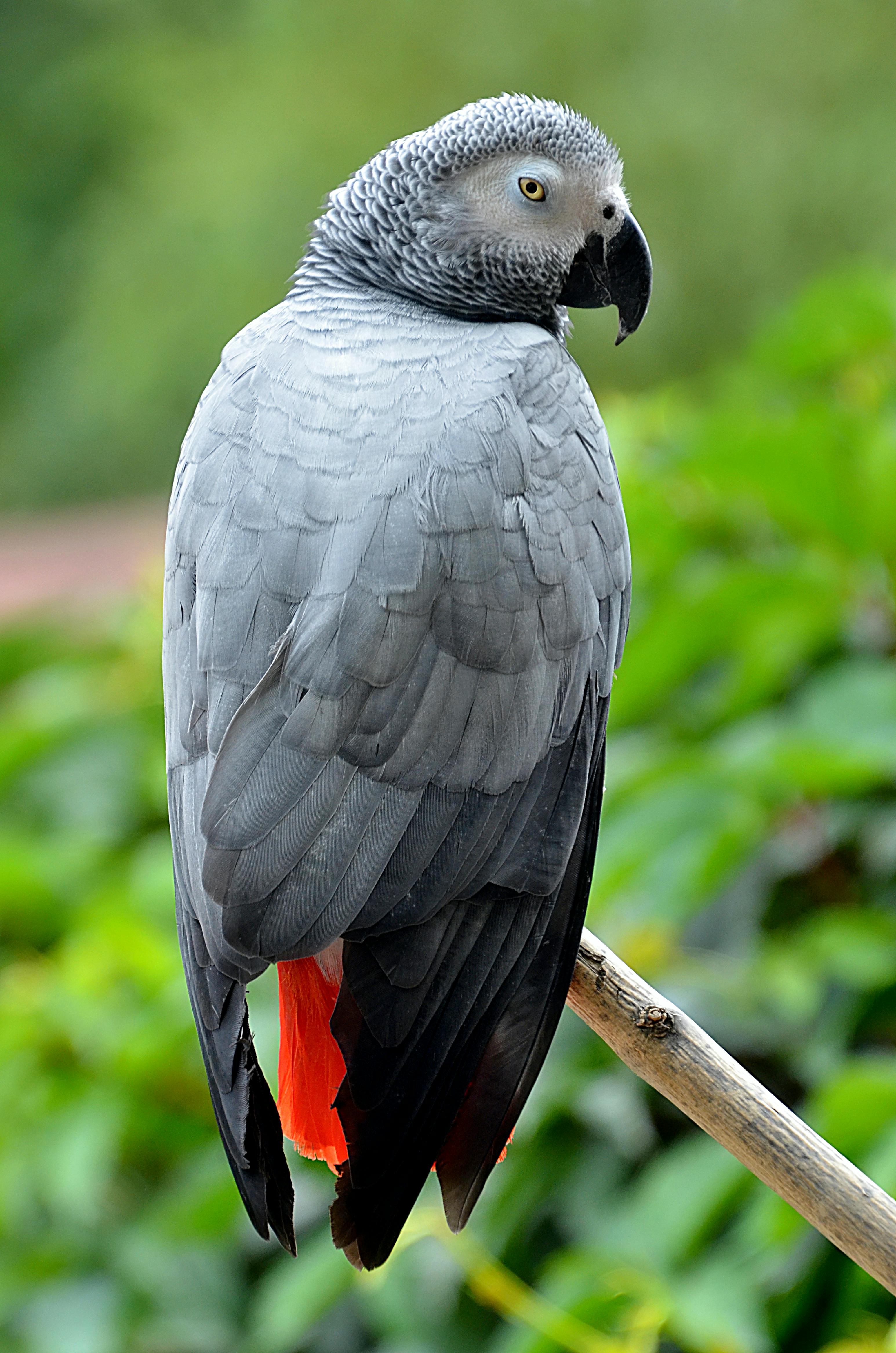 Beautiful parrot species