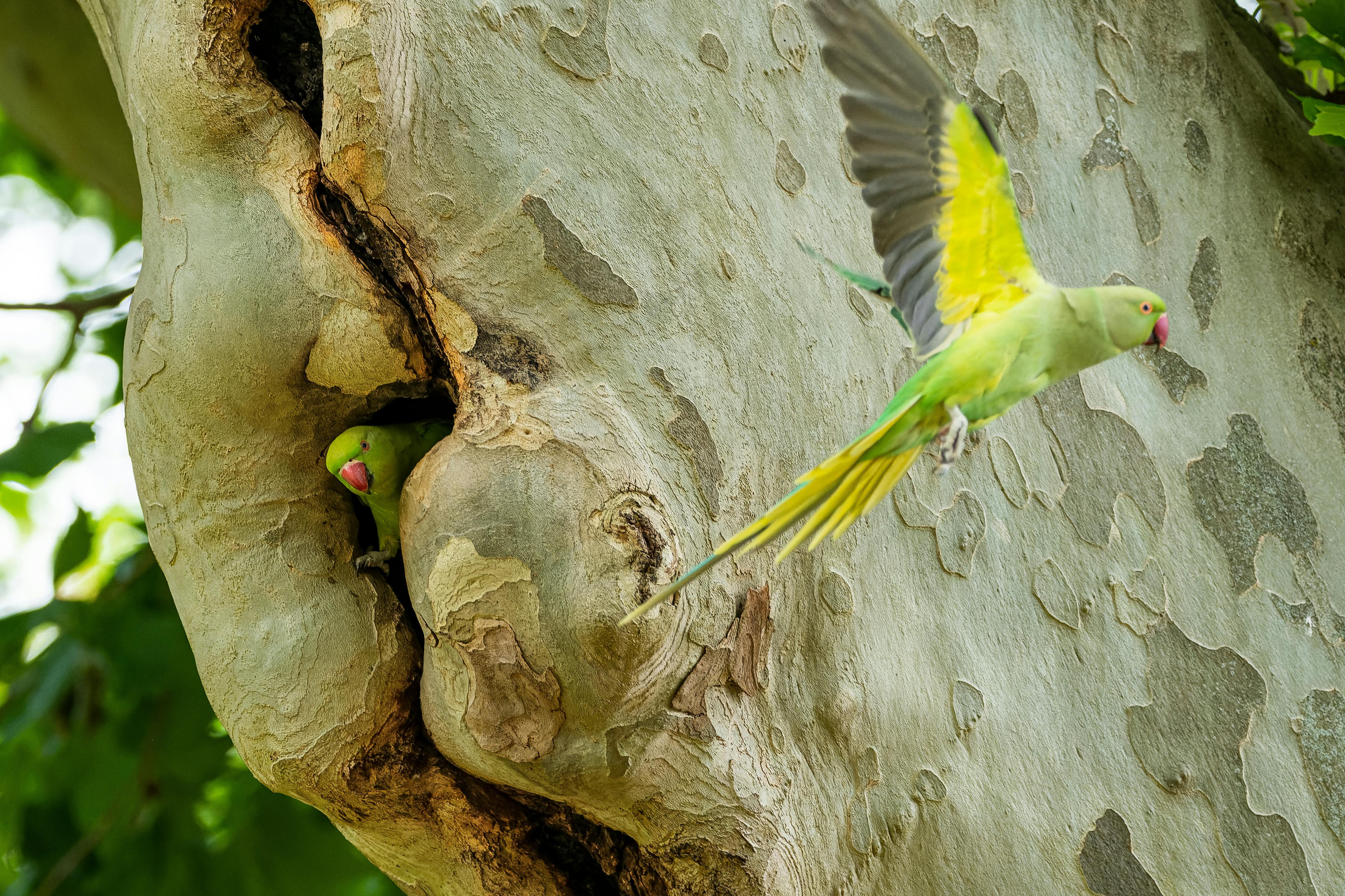 Vibrant parrot species