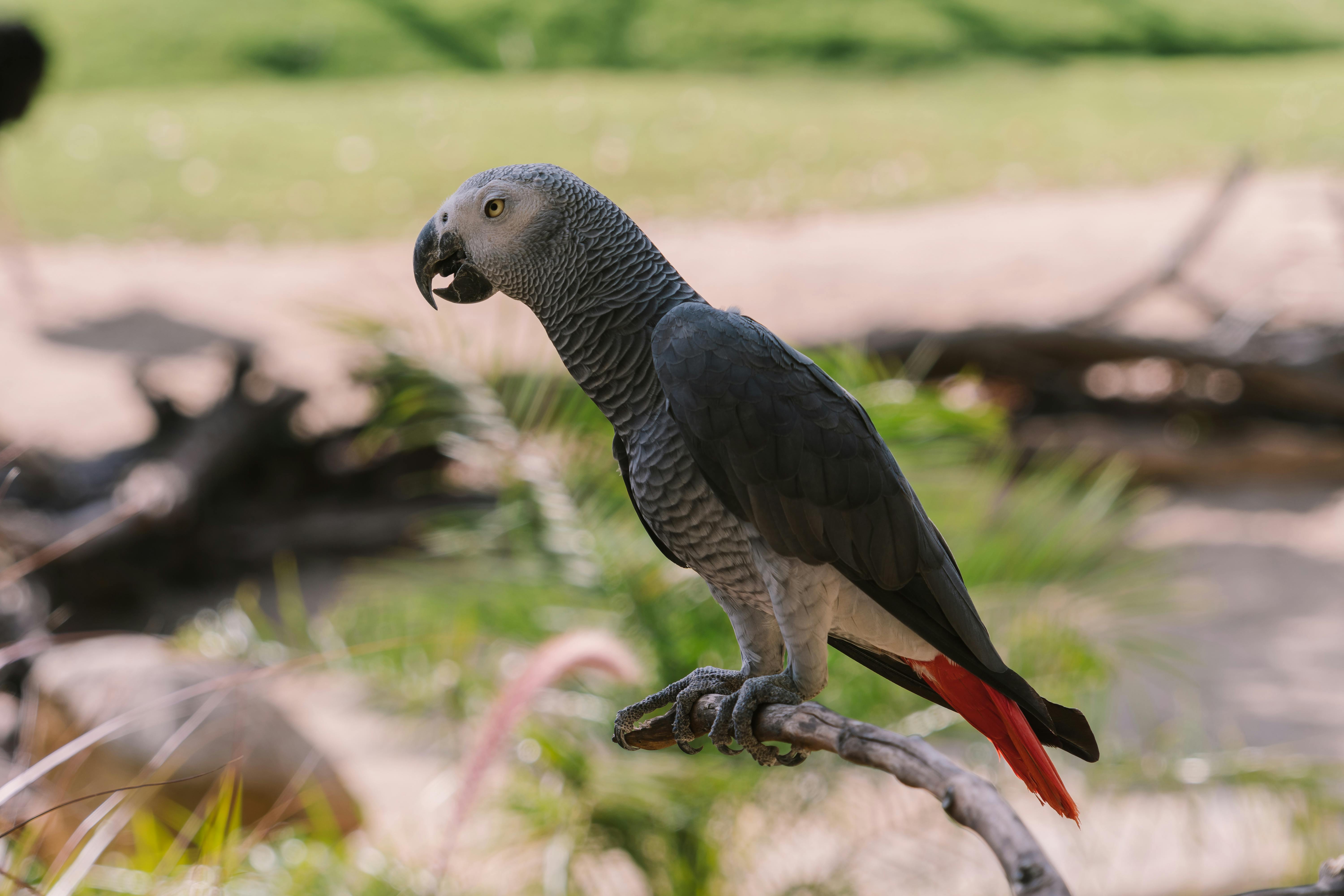 Parrot in a Cage