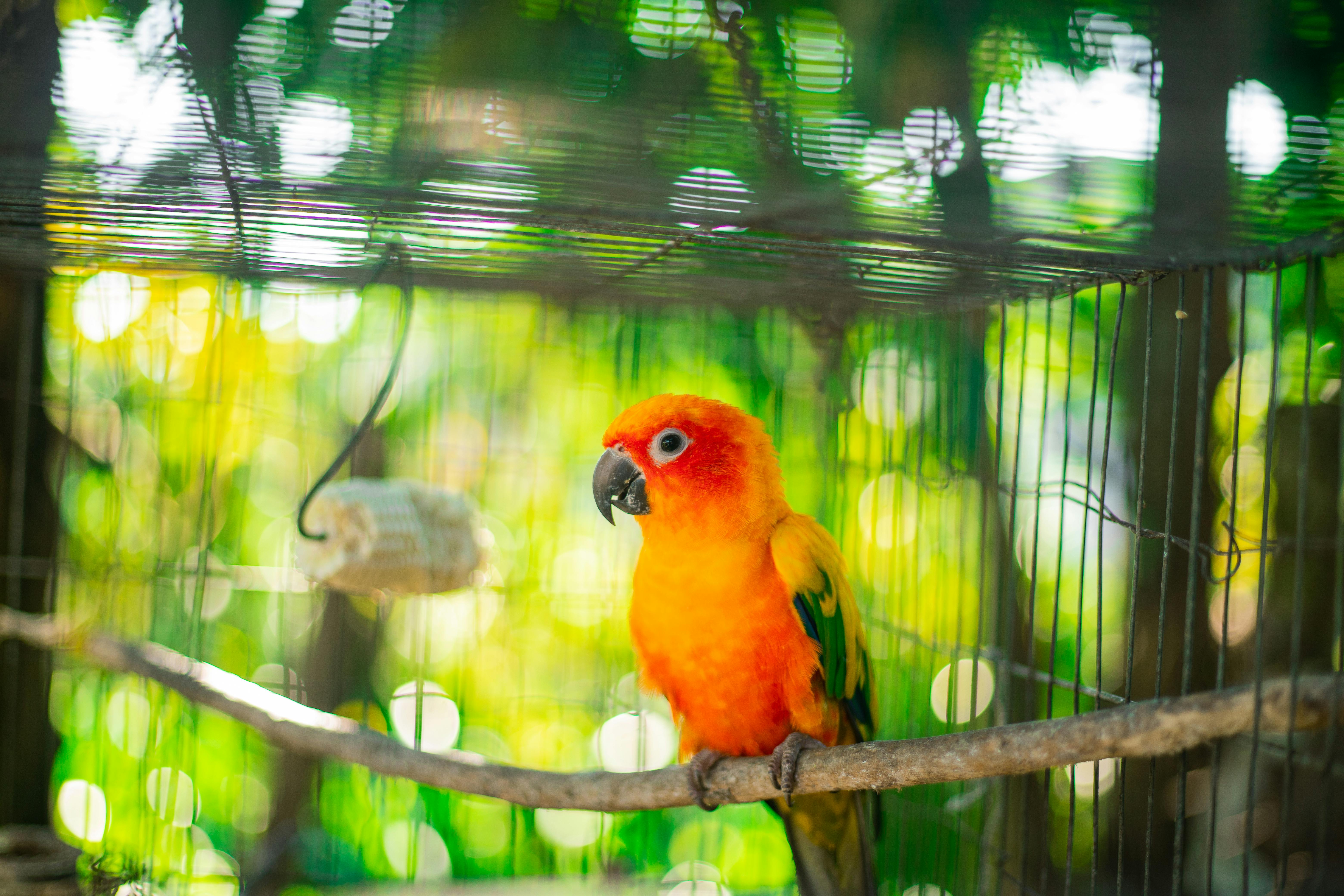 Local Parrot Adoption Resources