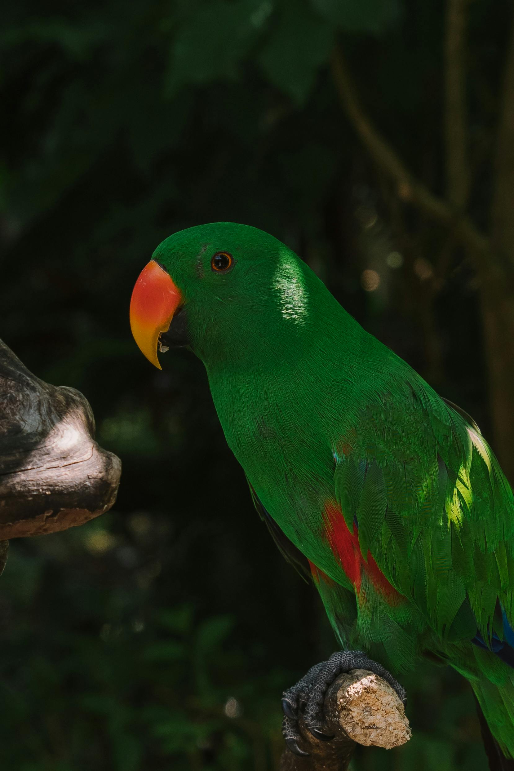 Parrot Habitat Enhancement