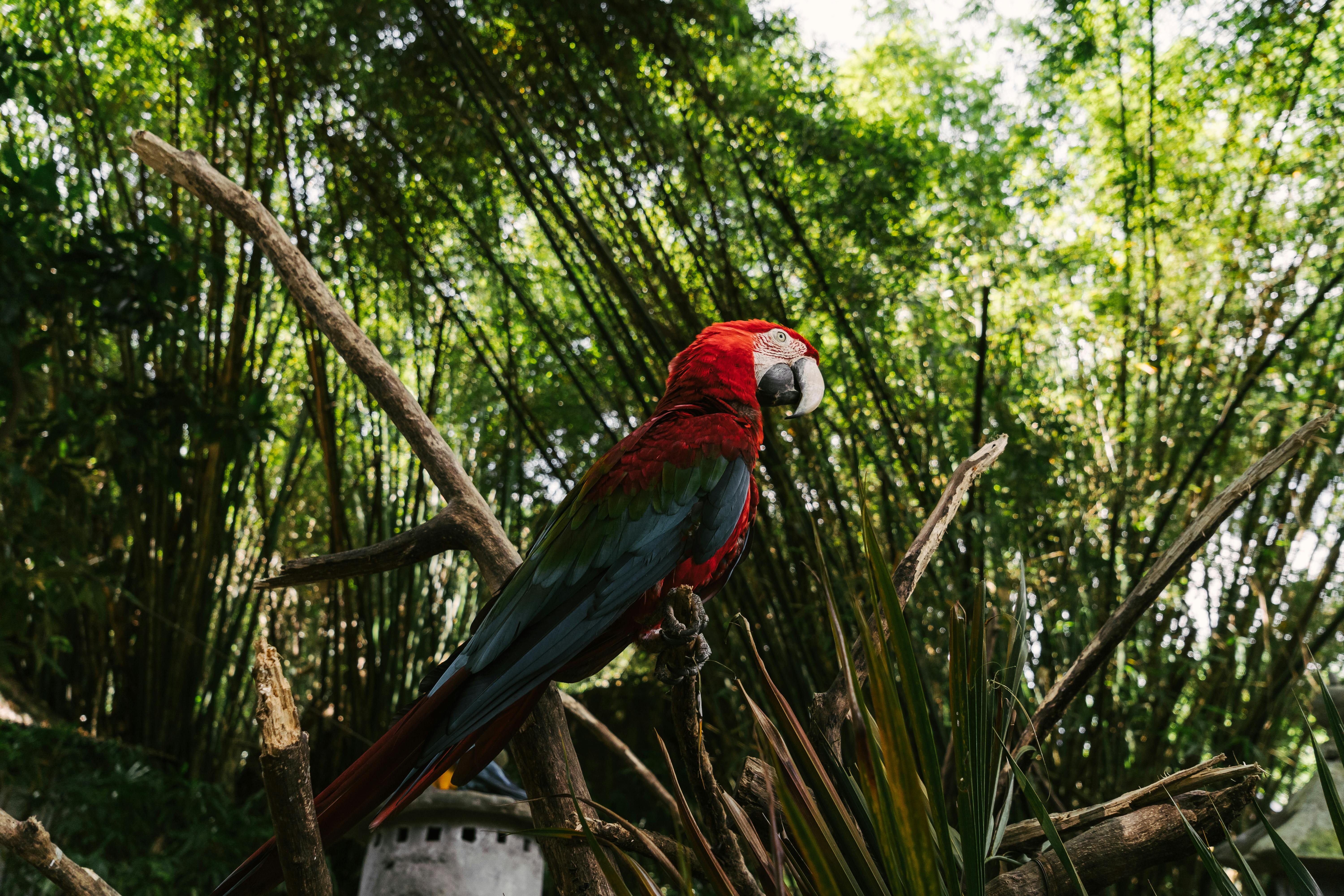 Diverse Parrot Habitats